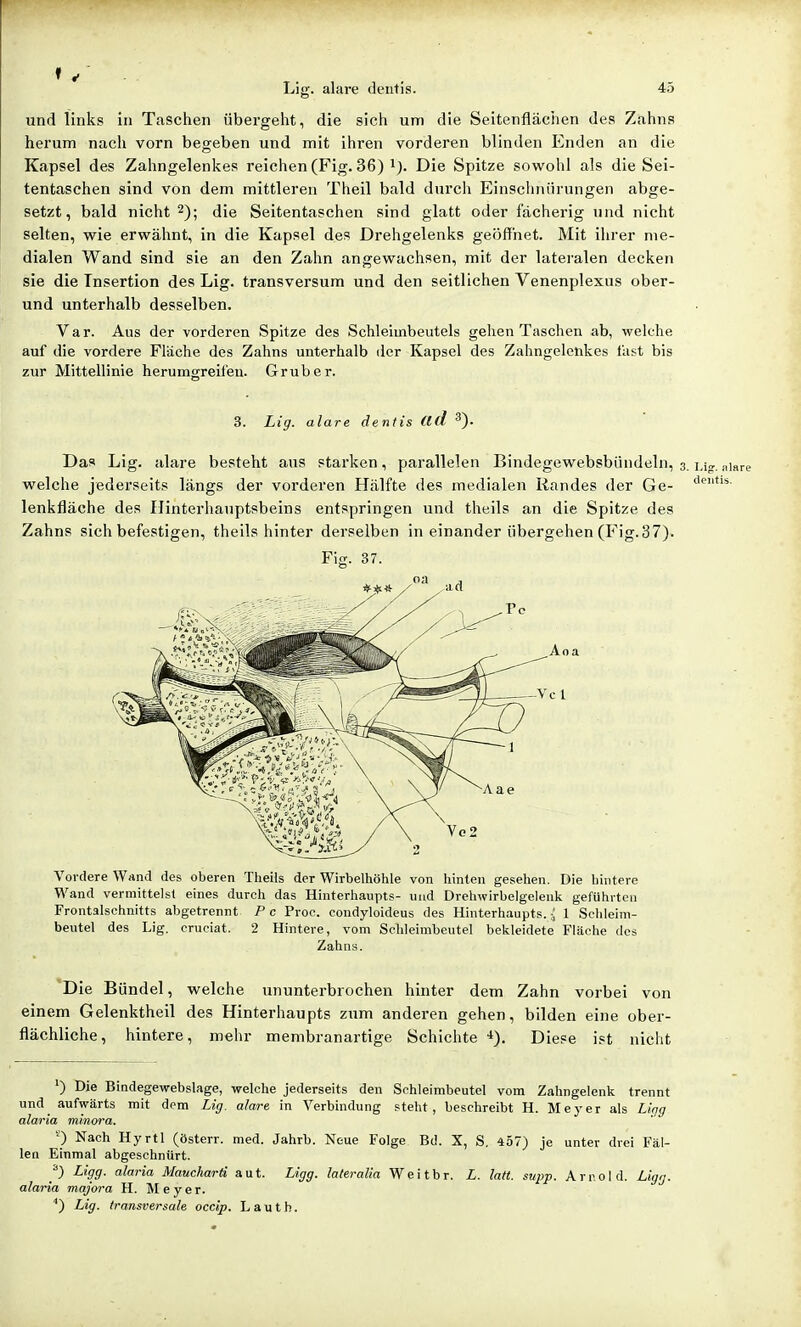 und links in Taschen übergeht, die sich um die Seitenflächen des Zahns herum nach vorn begeben und mit ihren vorderen blinden Enden an die Kapsel des Zahngelenkes reichen (Fig. 36) i). Die Spitze sowohl als die Sei- tentaschen sind von dem mittleren Theil bald durch Einschnürungen abge- setzt, bald nicht 2); die Seitentaschen sind glatt oder fächerig und nicht selten, wie erwähnt, in die Kapsel des Drehgelenks geöffnet. Mit ihrer me- dialen Wand sind sie an den Zahn angewachsen, mit der lateralen decken sie die Insertion des Lig. transversum und den seitlichen Venenplexus ober- und unterhalb desselben. Var. Aus der vorderen Spitze des Schleimbeutels gehen Taschen ab, wek^he auf die vordere Fläche des Zahns unterhalb der Kapsel des Zahngelenkes fast bis zur Mittellinie herumgreifeu. Grub er. 3. Lig. alare dentis Ctd 3). Das Lig. alare besteht ans starken, parallelen Bindegewebsbündeln, 3. j,;, „jare welche jederseits längs der vorderen Hälfte des medialen Randes der Ge- ''^t'*- lenkfläche des Hinterhauptsbeins entspringen und theils an die Spitze des Zahns sich befestigen, theils hinter derselben in einander übergehen (Fig.37). Fig. 37. Vordere Wand des oberen Theils der Wirbelhöhle von hinten gesehen. Die hintere Wand vermittels! eines durch das Hinterhaupts- und Drehwirbelgelenk geführten Frontalschnitts abgetrennt Pc Proc. eondyloideus des Hinterhaupts. -; 1 Sclileim- beutel des Lig. cruciat. 2 Hintere, vom Schleimbeutel bekleidete Fläche des Zahns. 'Die Bündel, welche ununterbrochen hinter dem Zahn vorbei von einem Gelenktheil des Hinterhaupts zum anderen gehen, bilden eine ober- flächliche, hintere, mehr membranartige Schichte ■*). Diese ist nicht ') Die Bindegewebslage, welche jederseits den Schleimbeutel vom Zahngelenk trennt und^ aufwärts mit dem Lig. alare in Verbindung steht, beschreibt H. Meyer als L!gg alaria mlnora. •) Nach Hyrtl (österr. med. Jahrb. Neue Folge Bd. X, S. 457) je unter drei Fäl- len Einmal abgeschnürt. /) Ligg. alaria Maucharti aut. Ligg. lateralia Weitbr. L. latt. supp. Arr.old. Ligg. alaria majora H. Meyer. '') Lig. transversale occip. L a u t h.