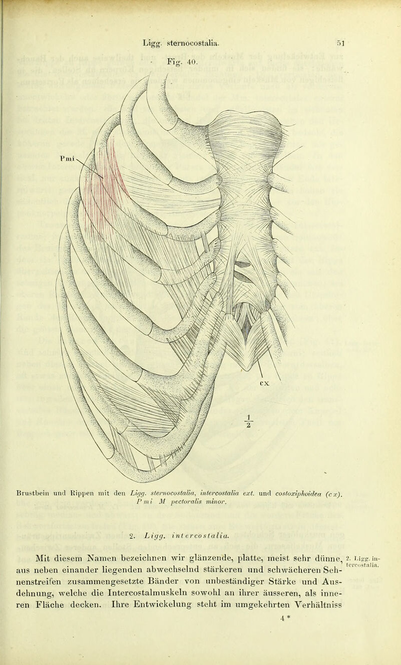 Ligg- sternocostaliii. 5] ■ Fig. 40. Brustbein und Rippen mit den Ligg. sternocostalia, intercostalia ext. und costoxiphoidea (cx). P mi M pectoralis minor. 2. Ligg. int ercosfalia. Mit die.sem Namen bezeichnen wir glänzende, platte, meist sehr dünne, 2. Ligg. i„- ans neben einander liegenden abwechselnd stärkeren nnd schwächeren Seh- '   nenstreifen zusammengesetzte Bänder von unbeständiger Stärke und Aus- dehnung, welche die Intercostalmuskeln sowohl an ihrer äusseren, als inne- ren Fläche decken. Ihre Entwickelung steht im umgekehrten Verhältniss 4*