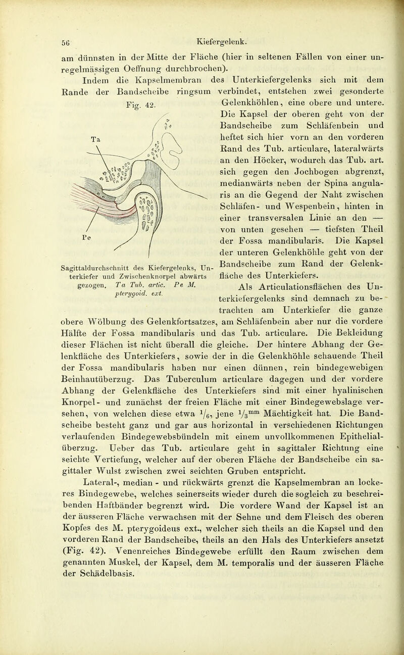 am dünnsten in der Mitte der Fläche (hier in seltenen Fällen von einer un- regelmässigen Oeffnung durchbrochen). Indem die Kapselmembran des Unterkiefergelenks sich mit dem Rande der Bandscheibe ringsum verbindet, entstehen zwei gesonderte Fig. 42. Sagittaldurchschnitt des Kiefergelenks, Un terkiefer und Zwischenknorpel abwärts gezogen, Ta Tub. artic. Pe M. pterygoid. ext. Gelenkhöhlen, eine obere und untere. Die Kapsel der oberen geht von der Bandscheibe zum Schläfenbein und heftet sich hier vorn an den vorderen Rand des Tub. articulare, lateralwärts an den Höcker, wodurch das Tub. art. sich gegen den Jochbogen abgrenzt, medianwärts neben der Spina angula- ris an die Gegend der Naht zwischen Schläfen- und Wespenbein, hinten in einer transversalen Linie an den — von unten gesehen — tiefsten Theil der Fossa mandibularis. Die Kapsel der unteren Gelenkhöhle geht von der Bandscheibe zum Rand der Gelenk- flache des Unterkiefers. Als Articulationsflächen des Un- terkiefergelenks sind demnach zu be- trachten am Unterkiefer die ganze obere Wölbung des Gelenkfortsatzes, am Schläfenbein aber nur die vordere Hälfte der Fossa mandibularis und das Tub. articulare. Die Bekleidung dieser Flächen ist nicht überall die gleiche. Der hintere Abhang der Ge- lenkfläche des Unterkiefers, sowie der in die Gelenkhöhle schauende Theil der Fossa mandibularis haben nur einen dünnen, rein bindegewebigen Beinhautüberzug. Das Tuberculum articulare dagegen und der vordere Abhang der Gelenkfläche des Unterkiefers sind mit einer hyalinischen Knorpel- und zunächst der freien Fläche mit einer Bindegewebslage ver- sehen, von welchen diese etwa i/ei je^ie Vs™™ Mächtigkeit hat. Die Band- scheibe besteht ganz und gar aus horizontal in verschiedenen Richtungen verlaufenden Bindegewebsbündeln mit einem unvollkommenen Epithelial- überzug. Ueber das Tub. articulare geht in sagittaler Richtung eine seichte Vertiefung, welcher auf der oberen Fläche der Bandscheibe ein sa- gittaler Wulst zwischen zwei seichten Gruben entspricht. Lateral-, median - und rückwärts grenzt die Kapselmembran an locke- res Bindegewebe, welches seinerseits wieder durch die sogleich zu beschrei- benden Haftbänder begrenzt wird. Die vordere Wand der Kapsel ist an der äusseren Fläche verwachsen mit der Sehne und dem Fleisch des oberen Kopfes des M. pterygoideus ext., welcher sich theils an die Kapsel und den vorderen Rand der Bandscheibe, theils an den Hals des Unterkiefers ansetzt (Fig. 42). Venenreiches Bindegewebe erfüllt den Raum zwischen dem genannten Muskel, der Kapsel, dem M. temporalis und der äusseren Fläche der Schädelbasis.
