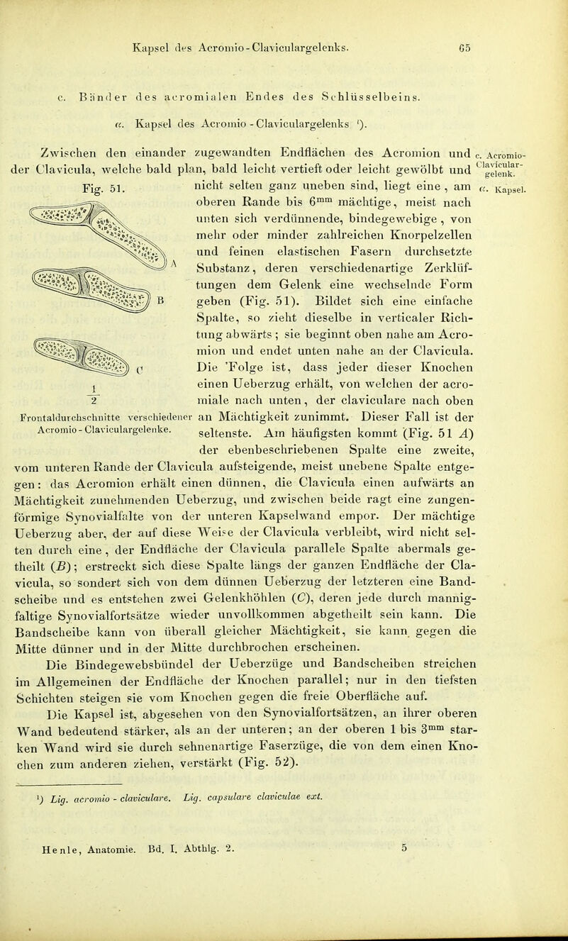 Kapsel des Acromio-Claviculargelenks. G5 c. Biinder des acromialen Endes des Schlüsselbeins. (i. Kapsel des Acroinio - Claviculargelenks '). Zwischen den einander zugewandten Endflächen des Acroniion und c. Acromio- der Clavicula, welche bald plan, bald leicht vertieft oder leicht gewölbt und * geienk/ nicht selten ganz uneben sind, liegt eine , am Kapsei. oberen Rande bis 6™ mächtige, meist nach unten sich verdünnende, bindegewebige , von mehr oder minder zahlreichen Knorpelzellen und feinen elastischen Fasern durchsetzte Substanz, deren verschiedenartige Zerklüf- tungen dem Gelenk eine wechselnde Form geben (Fig. 51). Bildet sich eine einfache Spalte, so zieht dieselbe in verticaler Rich- tung abwärts ; sie beginnt oben nahe am Acro- mion und endet unten nahe an der Clavicula. Die 'Folge ist, dass jeder dieser Knochen einen Ueberzug erhält, von welchen der acro- miale nach unten, der claviculare nach oben an Mächtigkeit zunimmt. Dieser Fall ist der seltenste. Am häufigsten kommt (Fig. 51 ^) der ebenbeschriebenen Spalte eine zweite, vom unteren Rande der Clavicula aufsteigende, meist unebene Spalte entge- gen: das Acromion erhält einen dünnen, die Clavicula einen aufwärts an Mächtigkeit zunehmenden Ueberzug, und zwischen beide ragt eine zungen- förmige Synovialfalte von der unteren Kapselwand empor. Der mächtige Ueberzug aber, der auf diese Wei?e der Clavicula verbleibt, wird nicht sel- ten durch eine , der Endfläche der Clavicula parallele Spalte abermals ge- theilt {B); erstreckt sich diese Spalte längs der ganzen Endfläche der Cla- vicula, so sondert sich von dem dünnen Ueberzug der letzteren eine Band- scheibe und es entstehen zwei Gelenkhöhlen (C), deren jede durch mannig- faltige Synovialfortsätze wieder unvollkommen abgetheilt sein kann. Die Bandscheibe kann von überall gleicher Mächtigkeit, sie kann gegen die Mitte dünner und in der Mitte durchbrochen erscheinen. Die Bindegewebsbündel der Ueberzüge und Bandscheiben streichen im Allgemeinen der Endfläche der Knochen parallel; nur in den tiefsten Schichten steigen sie vom Knochen gegen die freie Oberfläche auf. Die Kapsel ist, abgesehen von den Synovialfortsätzen, an ihrer oberen Wand bedeutend stärker, als an der unteren; an der oberen Ibis 3™™ star- ken Wand wird sie durch sehnenartige Faserzüge, die von dem einen Kno- chen zum anderen ziehen, verstärkt (Fig. 52). FrontalJurchschnitte verschiedener Acromio - Claviculargoleiike. Lig. acromio - claviculare. Lig. capsulare claviculae ext. He nie, Anatomie. Bd. I. Abthlg. 2. 5