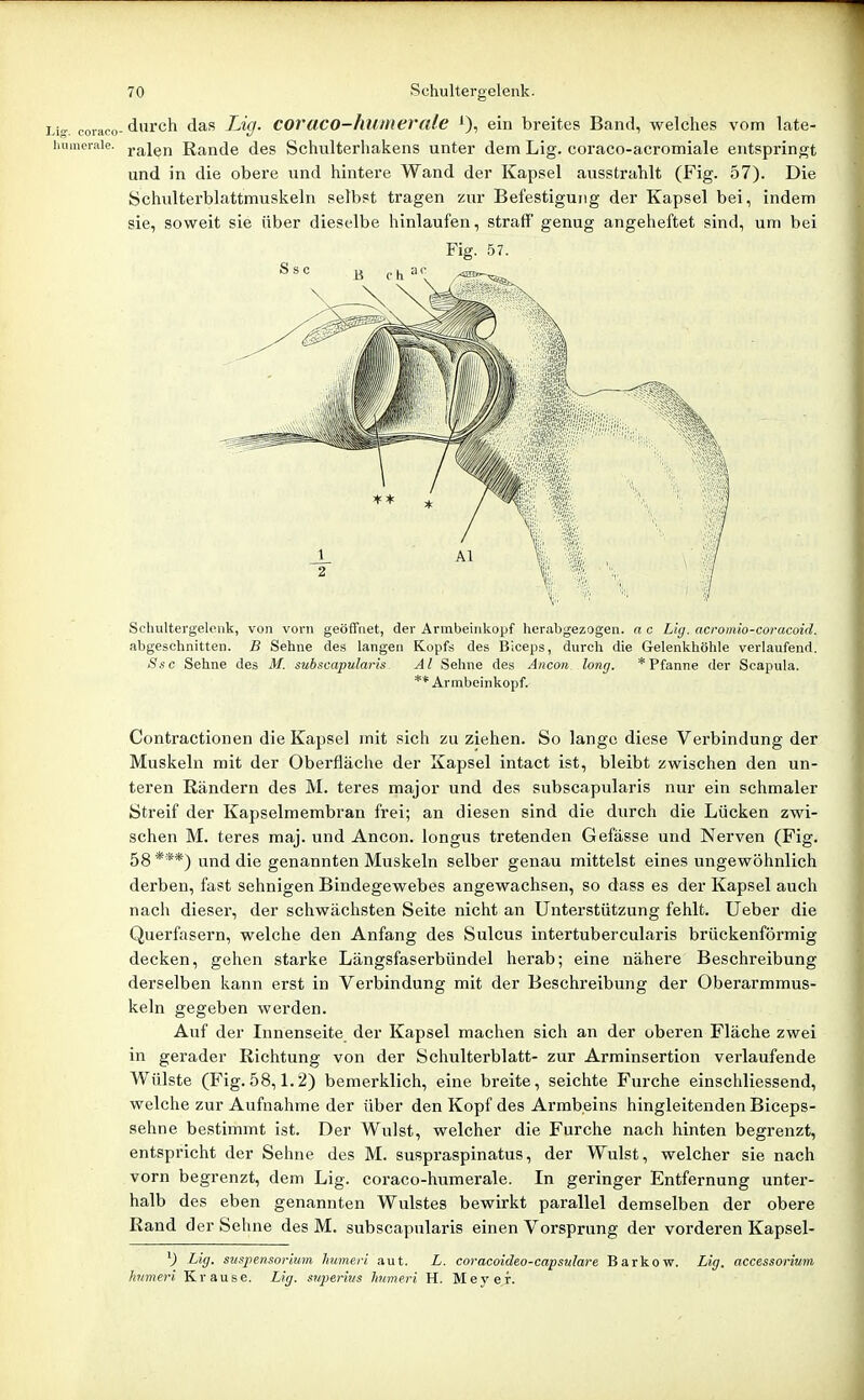 A. coiaco- durch das Lig. COracO-humerale i), ein breites Band, welches vom late- hiimeraie. j-alcH Rande des Schulterhakens unter dem Lig. coraco-acromiale entspringt und in die obere und hintere Wand der Kapsel ausstrahlt (Fig. 57). Die Schulterblattmuskeln selbst tragen zur Befestigung der Kapsel bei, indem sie, soweit sie über dieselbe hinlaufen, straff' genug angeheftet sind, um bei Fig. .')7. Armbeinkopf. Contractionen die Kapsel mit sich zuziehen. So lange diese Verbindung der Muskeln mit der Oberfläche der Kapsel intact ist, bleibt zwischen den un- teren Rändern des M. teres major und des subscapularis nur ein schmaler Streif der Kapselmembran frei; an diesen sind die durch die Lücken zwi- schen M. teres maj. und Ancon. longus tretenden Gefässe und Nerven (Fig. 58 ***) und die genannten Muskeln selber genau mittelst eines ungewöhnlich derben, fast sehnigen Bindegewebes angewachsen, so dass es der Kapsel auch nach dieser, der schwächsten Seite nicht an Unterstützung fehlt. Ueber die Querfasern, welche den Anfang des Sulcus intertubercularis brückenförmig decken, gehen starke Längsfaserbündel herab; eine nähere Beschreibung derselben kann erst in Verbindung mit der Beschreibung der Oberarmmus- keln gegeben werden. Auf der Innenseite der Kapsel machen sich an der oberen Fläche zwei in gerader Richtung von der Schulterblatt- zur Arminsertion verlaufende Wülste (Fig.58,1.2) bemerklich, eine breite, seichte Furche einschliessend, welche zur Aufnahme der über den Kopf des Armbeins hingleitenden Biceps- sehne bestimmt ist. Der Wulst, welcher die Furche nach hinten begrenzt, entspricht der Sehne des M. suspraspinatus, der Wulst, welcher sie nach vorn begrenzt, dem Lig. coraco-humerale. In geringer Entfernung unter- halb des eben genannten Wulstes bewirkt parallel demselben der obere Rand der Sehne des M. subscapularis einen Vorsprung der vorderen Kapsel- ^) Lig. susjiensorium Immeri aut. L. coracoideo-capsulare Barkow. Lig. accessorium hiimeri Krause. Lig. sujjerins Immeri H. Meyer.