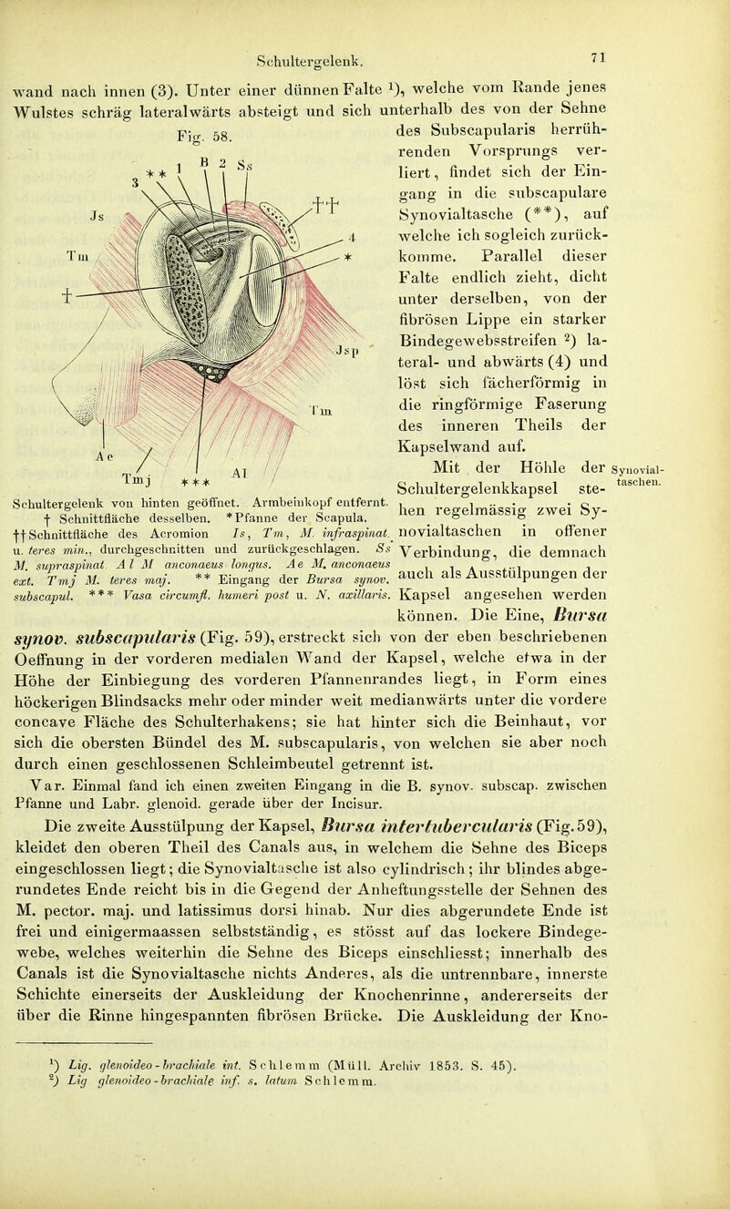 wand nach innen (3). Unter einer dünnen Falte i), welche vom Rande jenes Wulstes schräg lateralwärts absteigt und sich unterhalb des von der Sehne des Subscapularis herrüh- renden Vorsprungs ver- liert, findet sich der Ein- gang in die subscapulare Synovialtasche (**), auf welche ich sogleich zurück- komme. Parallel dieser Falte endlich zieht, dicht unter derselben, von der fibrösen Lippe ein starker Bindegewebsstreifen ^) la- teral- und abwärts (4) und löst sich iacherförmig in die ringförmige Faserung des inneren Theils der Kapselwand auf. Mit der Höhle der syuoviai- Schultergelenkkapsel ste- hen regelmässig zwei Sy- novialtaschen in offener Verbindung, die demnach auch als Ausstülpungen der Tmj * + * Schultergeleuk von hinten geöffnet. Avmbeiiilcopf entfernt. ■|- Schnittfläche desselben. * Pfanne der Scapula. ff Schnittfläche des Acromion Ts, Tm, M. infrasphiat. u. teres min., durchgeschnitten und zurüelcgeschlagen. Ss M. supraspinal. AI M anconaeus longus. Ae M, anconaeus ext. Tmj M. teres maj. ** Eingang der Bursa synov. subscapul. *** Vasa c'vrcumfl. humeri post u. N. axillaris. Kapsel angesehen werden können. Die Eine, ßltrsa synov. subscapularis (Fig. 59), erstreckt sich von der eben beschriebenen Oeffnung in der vorderen medialen Wand der Kapsel, welche etwa in der Höhe der Einbiegung des vorderen Pfannenrandes liegt, in Form eines höckerigen Blindsacks mehr oder minder weit medianwärts unter die vordere concave Fläche des Schulterhakens; sie hat hinter sich die Beinhaut, vor sich die obersten Bündel des M. subscapularis, von welchen sie aber noch durch einen geschlossenen Schleimbeutel getrennt ist. Var. Einmal fand ich einen zweiten Eingang in die B. synov. subscap. zwischen Pfanne und Lahr, glenoid. gerade über der Incisur. Die zweite Ausstülpung der Kapsel, Bursa intertubercularis (F\g.b^\ kleidet den oberen Theil des Canals aus, in welchem die Sehne des Biceps eingeschlossen liegt; die Synovialtasche ist also cylindrisch; ihr blindes abge- rundetes Ende reicht bis in die Gegend der Anheftungsstelle der Sehnen des M. pector. maj. und latissimus dorsi hinab. Nur dies abgerundete Ende ist frei und einigermaassen selbstständig, es stösst auf das lockere Bindege- webe, welches weiterhin die Sehne des Biceps einschliesst; innerhalb des Canals ist die Synovialtasche nichts Anderes, als die untrennbare, innerste Schichte einerseits der Auskleidung der Knochenrinne, andererseits der über die Rinne hingespannten fibrösen Brücke. Die Auskleidung der Kno- Lig. glenmdeo-brachiale int. Schlemm (Müll. Archiv 1853. S. 4,5). Lig glenoideo-brachiale inf. s. latum Schlemm.