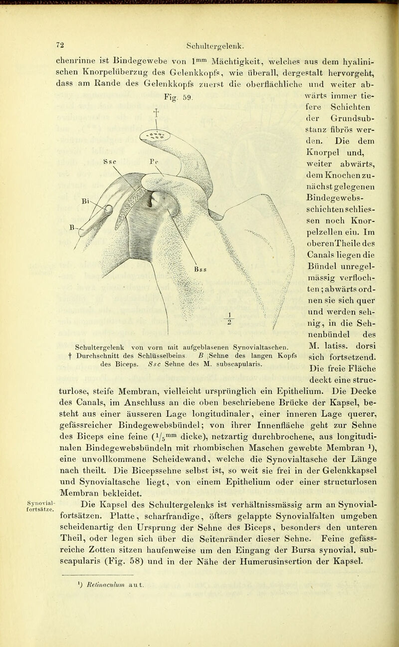 Synovial- fortsätze. chenrinne ist Bindegewebe von Mächtigkeit, welches aus dem hyalini- schen Knorpelüberzug des Gelenkkopfs, wie überall, dergestalt hervorgeht, dass am Rande des Gelenkkopfs zuerst die oberflächliche und weiter ab- Fig. 59, wärts immer tie- fere Schichten der Grundsub- stanz fibrös wer- den. Die dem Knorpel und, weiter abwärts, dem Knochen zu- nächst gelegenen Bindegewebs- schichtenschlies- sen noch Knor- pelzellen ein. Im oberenTheile des Canals liegen die Bündel unregel- mässig verfloch- ten ; abwärts ord- nen sie sich quer und werden seh- nig, in die Seh- nenbiindel des M. latiss. dorsi sich fortsetzend. Die freie Fläche deckt eine struc- turlose, steife Membran, vielleicht ursprünglich ein Epithelium. Die Decke des Canals, im Anschluss an die oben beschriebene Brücke der Kapsel, be- steht aus einer äusseren Lage longitudinaler, einer inneren Lage querer, gefässreicher Bindegewebsbündel; von ihrer Innenfläche geht zur Sehne des Biceps eine feine (^/s™ dicke), netzartig durchbrochene, aus longitudi- nalen Bindegewebsbündeln mit rhombischen Maschen gewebte Membran i), eine unvollkommene Scheidewand, welche die Synovialtasche der Länge nach theilt. Die Bicepssehne selbst ist, so weit sie frei in der Gelenkkapsel und Synovialtasche liegt, von einem Epithelium oder einer structurlosen Membran bekleidet. Die Kapsel des Schultergelenks ist verhältnissmässig arm an Synovial- fortsätzen. Platte, scharfrandige, öfters gelappte Synovialfalten umgeben scheidenartig den Ursprung der Sehne des Biceps, besonders den unteren Theil, oder legen sich über die Seitenrä.nder dieser Sehne. Feine gefäss- reiche Zotten sitzen haufenweise um den Eingang der Bursa synovial, sub- scapularis (Fig. 58) und in der Nähe der Humerusinsertion der Kapsel. Schultergelenk von vorn mit aufgeblasenen Synovialtaschen. I Durchschnitt des Schlüsselbeins. B ^Sehne des langen Kopfs des Biceps. Ssc Sehne des M. subscapularis. Re&iaculum aut.