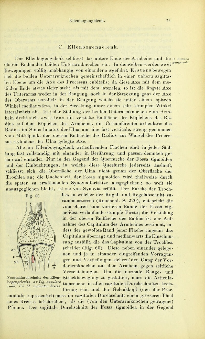 C. Ellenboirengelenk. Das Ellenbogengelenk schliesst das untere Ende des Arnibeins und die c. EUenbo- oberen Enden der beiden Unterarmknochen ein. In demselben werden zwei s^*^'*^*^- Bewegungen völlig unabhängig von einander ausgeführt. Erstens bewegen sich die beiden Unterarinknochen gemeinschaftlich in einer nahezu sagitta- len Ebene um die Axe des Processus cubitalis; da diese Axe mit dem me- dialen Ende etwas tiefer steht, als mit dem lateralen, so ist die längste Axe des Unterarms weder in der Beugung, noch in der Streckung ganz der Axe des Oberarms parallel; in der Beugung weicht sie unter einem spitzen Winkel medianwärts, in der Streckung unter einem sehr stumpfen Winkel lateralwärts ab. In jeder Stellung der beiden Unterarmknochen zum Arm- bein drelit sich zweitens die vertiefte Endfläche des Köpfchens des Ra- dius auf dem Köpfchen des Armbeins, die Circumferentia articularis des Radius im Sinus lunatus der Ulna um eine fast verticale, streng genommen vom Älittelpunkt der oberen Endfläche des Radius zur Wurzel des Proces- sus styloideus der Ulna gelegte Axe. Alle im Ellenbogengelenk articulirenden Flächen sind in jeder Stel- lung fast vollständig mit einander in Berührung und passen demnach ge- nau auf einander. Nur in der Gegend der Querfurche der Fossa sigmoidea und der Einbuchtungen, in welche diese Querfurche jederseits ausläuft, schliesst sich die Überfläche der Ulna nicht genau der Oberfläche der Trochlea an; die Unebenheit der Fossa sigmoidea wird theilweise durch die später zu erwähnenden Synovialfortsätze ausgeglichen; so weit sie unai^sgeglichen bleibt, ist sie von Synovia erfüllt. Der Furche der Troch- Y\g. GO. ^^^1 welcher der Kugel- und Kegelabschnitt zu- sammenstossen (Knochenl. S. 220), entspricht die vom oberen zum vorderen Rande der Fossa sig- moidea verlaufende stumpfe Firste; die Vertiefung in der oberen Endfläche des Radius ist zur Auf- nahme des Capitulum des Armbeines bestimmt, in- dess der gewölbte Rand jener Fläche ringsum das Capitulum überragt und medianwärts die Einschnü- rung ausfüllt, die das Capitulum von der Trochlea scheidet (Fig. 60), Diese neben einander gelege- ' nen und je in einander eingreifenden Vorragun- gen und Vertiefungen sichern den Gang der Vor- derarmknochen auf dem Armbein gegen seitliche Verschiebungen. Um die normale Beuge- und Frontaldurchschnitt des Ellen- Streckbewegung zu gestatten, muss die Articula- bogengelenks. ar Lig^ annulare tio^gebene in allen sagittalen Durchschnitten kreis- radu. S b M. supmator brevis. _ _ ° förmig sein und der Gelenkkopf (den der Proc. cubitalis repräsentirt) muss im sagittalen Durchschnitt einen grösseren Theil eines Kreises beschreiben, als die (von den Unterarmknochen getragene) Pfanne. Der sagittale Durchschnitt der Fossa sigmoidea in der Gegend