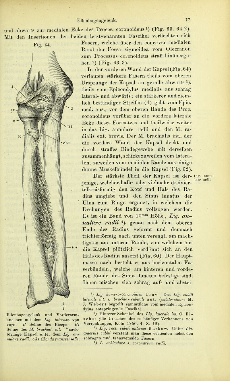 Bi •eilt Ellenbogengelenk. 77 und abwärts zur medialen Ecke des Proces. coronoideus i) (Fig. 63. 64 2). Mit den Insertionen der beiden letztgenannten Fascikel verflechten sich Fasei-n, welche über den concaven medialen Rand der Fossa sigmoidea vom Olecranon zum Processus coronoideus straff hinüberge- hen 2) (Fig. 63. 3). In der vorderen Wand der Kapsel (Fig. 64) verlaufen stärkere Fasern theils vom oberen Ursprünge der Kapsel an gerade abwärts theils vom Epicondylus medialis aus schräg lateral- und abwärts; ein stärkerer und ziem- 'i)'if'MEM lieh beständiger Streifen (4) geht vom Epic. mllm^'^ med. aus, vor dem oberen Rande des Proc. coronoideus vorüber an die vordere laterale Ecke dieses Fortsatzes und theilweise weiter in das Lig. annulare radii und den M. ra- dialis ext. brevis. Der M. brachialis int., der die vordere Wand der Kapsel deckt und durch straffes Bindegewebe mit derselben zusammenhängt, schickt zuweilen vom latera- len, zuweilen vom medialen Rande aus einige dünne Muskelbündel in die Kapsel (Fig. 62). Der stärkste Theil der Kapsel ist der- Lig. anim- jenige, welcher halb- oder vielmehr dreivier- telkreisförmig den Kopf und Hals des Ra- dius umgiebt und den Sinus lunatus der Ulna zum Ringe ergänzt, in welchem die Drehungen des Radius vollzogen werden. Es ist ein Band von 10™™ Höhe, Lig. an- nulare radii *), genau nach dem oberen Ende des Radius geformt und demnach trichterförmig nach unten verengt, am mäch- tigsten am unteren Rande, von welchem aus die Kapsel plötzlich verdünnt sich an den Hals des Radius ansetzt (Fig. 60). Der Haupt- masse nach besteht es aus horizontalen Fa- serbündeln, welche am hinteren und vorde- ren Rande des Sinus lunatus befestigt sind. Ihnen mischen sich schräg auf- und abstei- EUenbogengelenk knochen mit dem vorn. B Sehne und Lig. des Vorderarm- inteross. von Biceps. Bi Sehne des M. brachial, int. * sack- förmige Kapsel unter dem Lig. an- nulare radii. c h t Chorda transversalis. ^) Lig humero-coronoidien Cruv. Das Lig. cubiti laterale int. s. brachio - cubitale a u t. (cubito-ulnare M. J. Weber) begreift sämmtliche vom medialen Epicon- dylus entspringende Fascikel. Hinterer Schenkel des Lig. laterale int. O. Fi- scher (die Ursachen des so häufigen Verkennens von Verr.enkungen, Köln 1850. 4. S. 12). ^) Lig. rect. cubiti anticum Barkew. Unter Lig. anterius cubiti versteht man diese verticalen nebst den schrägen und transversalen Fasern. L. orbiculare s. coronarium radii.