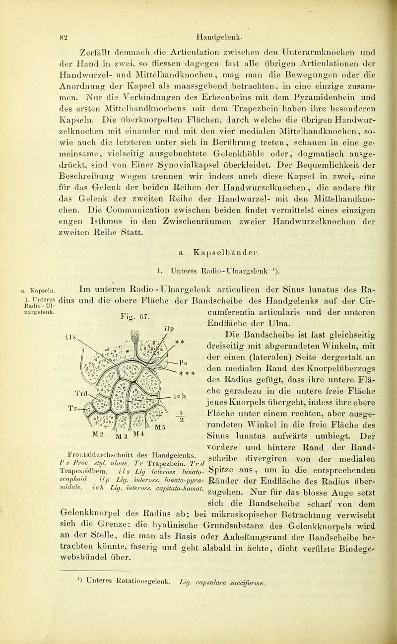 Zerfällt demnach die Articulation zwischen den Unterarmknochen und der Hand in zwei, so fliessen dagegen fast alle übrigen Articulationen der Handwurzel- und Mittelhandknochen, mag man die Bewegungen oder die Anordnung der Kapsel als maassgebend betrachten, in eine einzige zusam- men. Nur die Verbindungen des Erbsenbeins mit dem Pyramidenbein und des ersten Mittelhandknochens mit dem Trapezbein haben ihre besonderen Kapseln. Die überknorpelten Flächen, durch welche die übrigen Handwur- zelknochen mit einander und mit den vier medialen Mittelhandknochen, so- wie auch die letzteren unter sich in Berührung treten, schauen in eine ge- meinsame, vielseitig ausgebuchtete Gelenkhöhle oder, dogmatisch ausge- drückt, sind von Einer Synovialkapsel überkleidet. Der Bequemlichkeit der Beschreibung wegen trennen wir indess auch diese Kapsel in zwei, eine für das Gelenk der beiden Reihen der Handwurzelknochen , die andere für das Gelenk der zweiten Reihe der Handwurzel- mit den Mittelhandkno- chen. Die Communication zwischen beiden findet vermittelst eines einzigen engen Isthmus in den Zwischenräumen zweier Handwurzelknochen der zweiten Reihe Statt. a. Kapselbänder. 1. Unteres Radio-Ulnargelenk '). a. Kapgehl. Im unteren Radio - Ulnargelenk articuliren der Sinus lunatus des Ra- 1. Unteres diug und die obere Fläche der Bandseheibe des Handgelenks auf der Cir- EaiUo - Ul- ^ iiargelenk. Fig. G7. ils cumferentia articularis und der unteren Endfläche der Ulna. Die Bandscheibe ist fast gleichseitig dreiseitig mit abgerundeten Winkeln, mit der einen (lateralen) Seite dergestalt an den medialen Rand des Knorpelüberzugs des Radius gefügt, dass ihre untere Flä- che geradezu in die untere freie Fläche jenes Knorpels übergeht, indess ihre obere Fläche unter einem rechten, aber ausge- rundeten Winkel in die freie Fläche des Sinus lunatus aufwärts umbiegt. Der vordere und hintere Rand der Band- Frontaldurchschnitt des Handgelenks. „„i i j- • i t i p. P,-nr 1 % rr T , Scheibe divergiren von der medialen f s Froc styl, ulnae. Tr Trapezbem. Tr d , ° . Trapezoidbein. ils Lig inteross. lunato- Spitze aus, um in die entsprechenden scaphoid Up Lig. inteross. hinato-pyra- Ränder der Endfläche des Radius über-- nudah. ich Lig. inteross. capitato-hamat. „„„^\ -vr f- j vi a i. j.  ■ zugehen. JNur für das blosse Auge setzt sich die Bandscheibe scharf von dem Gelenkknorpel des Radius ab; bei mikroskopischer Betrachtung verwischt sich die Grenze: die hyalinische Grundsubstanz des Gelenkknorpels wird an der Stelle, die man als Basis oder Anheftungsrand der Bandscheibe be- trachten könnte, faserig und geht alsbald in ächte, dicht verfilzte Bindege- websbündel über. M2 M3 M4 ') Unteres Rotationsgelenk. Lig. capsulare sacciforme.