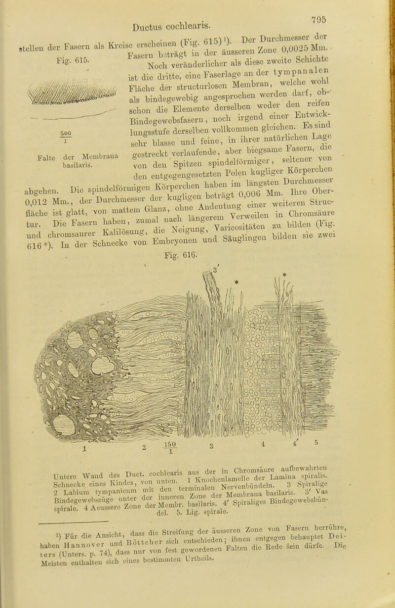 1 • ^i?;n. fiTSVI Der Durchmesser der Fig. 615. 500 1 Fasern beträgt in clor äusseren Zone Ü>ü0.o Mm^ Noch veränderlicher als diese zweite Schichte ist die dritte, eine Faserlage an der ty^^^^j^ Fläche der structuvloscn Membran welche wohl als bindegewebig angesprochen ^^<^rden darf ob- schon die Elemente derselben weder den r^^^n Bindegewebsfasern, noch irgend emer Entwick lungsstufe derselben vollkommen gleichen Es smd seh? blasse und feine, in ihrer natürlichen Lage gestreckt verlaufende, aber biegsame Fasern, die ton den Spitzen spindelförmiger, seltener von den entgegengesetzten Polen kugbger Korpereben .bgeben. Die spindelförmigen Körper^en ^^^^J^^f^^^^^^^^ 0.012 Mm., der Durchmesser der '^^ff\lf^^'^^^^^ Struc- fläche ist glatt, von mattem Glanz, f-^J^^^^^^ZZ^,^ in Chromsäure tur. Die Fasern haben, zumal nach ^^^S'^'^ yil^!^^^ bilden (Fig. und chromsaurer Kalilösung, die ^^^^^^J^'^^^^Z bilden sie zwei 616*). In der Schnecke von Embryonen und baugim^en Fig. 616. ^\,3 Falte der Mcmbraua basilaris. Untere Wand des Duct. cochlearis - ^^^t^^a^^ÄS Schnecke eines Kindes, von ^f;^\j22t t^l^^^^^^^ 3 Sriyaligo 2 Labium tympan.cum mit J^ 7°^^;^^'^,^ basilaris. 3' Vas ^'7i:Zr:'ZX^r. btw 4' Spiraliges Bindegewebsbun- ^P^ dol. 5. Lig. Spirale. Meisten .nlhult.., «leb eines bestimmten Urtbeü..