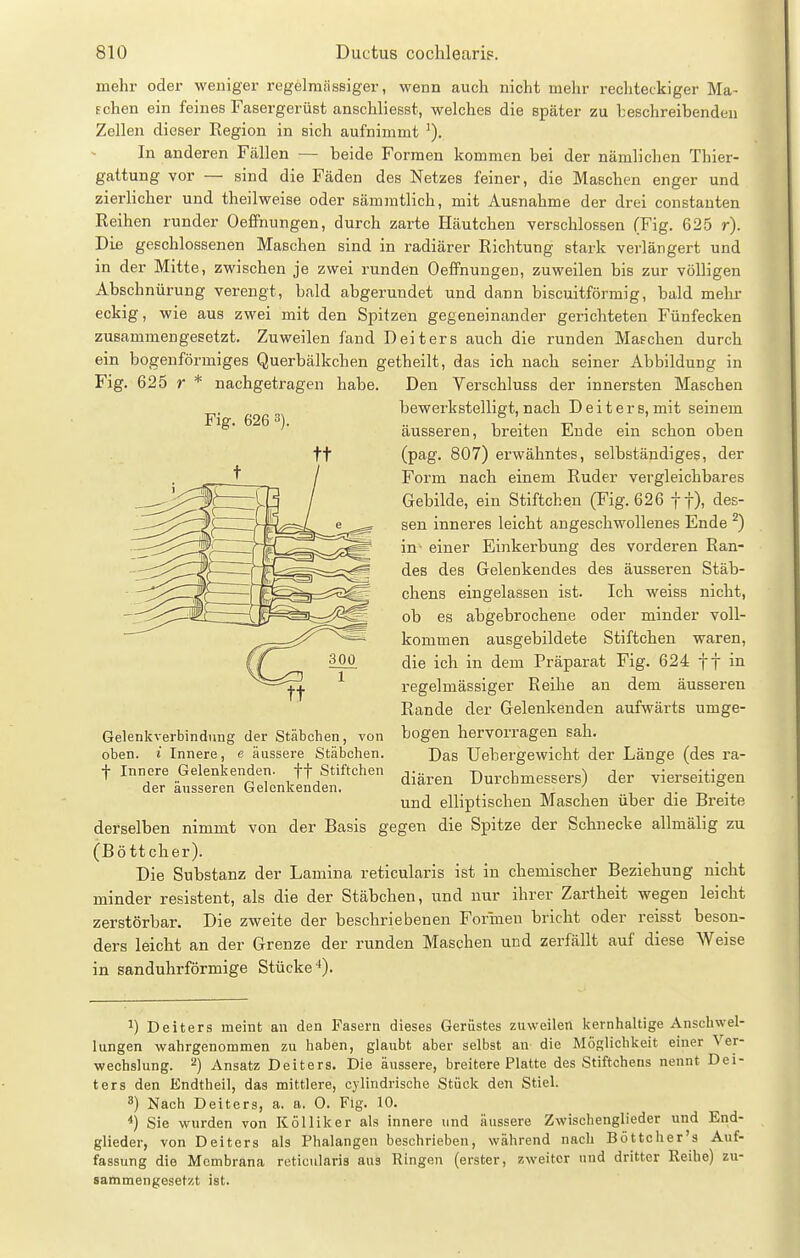 Fig. 626 3). mehr oder weniger regelmässiger, wenn auch nicht mehr rechteckiger Ma- f chen ein feines Fasergerüst anschliesst, welches die später zu 1:eschreibenden Zellen dieser Region in sich aufnimmt ^). In anderen Ftällen — beide Formen kommen bei der nämlichen Thier- gattung vor — sind die Fäden des Netzes feiner, die Maschen enger und zierlicher und theilweise oder sämmtlich, mit Ausnahme der drei constanten Reihen runder OefFnungen, durch zarte Häutchen verschlossen (Fig. 625 r). Die geschlossenen Maschen sind in radiärer Richtung stark verlängert und in der Mitte, zwischen je zwei runden OefFnungen, zuweilen bis zur völligen Abschnürung verengt, bald abgerundet und dann biscuitförmig, bald mehr eckig, wie aus zwei mit den Spitzen gegeneinander gerichteten Fünfecken zusammengesetzt. Zuweilen fand Deiters auch die runden Mafchen durch ein bogenförmiges Querbälkchen getheilt, das ich nach seiner Abbildung in Fig. 625 r * nachgetragen habe. Den Verschluss der innersten Maschen bewerkstelligt, nach Deiters, mit seinem äusseren, breiten Ende ein schon oben (pag. 807) erwähntes, selbständiges, der Form nach einem Ruder vergleichbares Gebilde, ein Stiftchen (Fig. 626 ff), des- sen inneres leicht angeschwollenes Ende ^) in- einer Einkerbung des vorderen Ran- des des Gelenkendes des äusseren Stäb- chens eingelassen ist. Ich weiss nicht, ob es abgebrochene oder minder voll- kommen ausgebildete Stiftchen waren, die ich in dem Präparat Fig. 624 ff in regelmässiger Reihe an dem äusseren Rande der Gelenkenden aufwärts umge- Gelenkverbindung der Stäbchen, von bogen hervorragen sah. oben, i Innere, e äussere Stäbchen. Das Uebergewicht der Länge (des ra- t Innere Gelenkenden, tt Stiftchen ^. Durchmessers) der vierseitigen der äusseren Gelenkenden. ,t i t -t. • und elliptischen Maschen über die Breite derselben nimmt von der Basis gegen die Spitze der Schnecke allmälig zu (Böttcher). Die Substanz der Lamina reticularis ist in chemischer Beziehung nicht minder resistent, als die der Stäbchen, und nur ihrer Zartheit wegen leicht zerstörbar. Die zweite der beschriebenen Formen bricht oder reisst beson- ders leicht an der Grenze der runden Maschen und zerfällt auf diese Weise in sanduhrförmige Stücke •). ^) Deiters meint an den Fasern dieses Gerüstes zuweilen kernhaltige Anschwel- lungen wahrgenommen zu haben, glaubt aber selbst an die Möglichkeit einer Ver- wechslung. 2) Ansatz Deiters. Die äussere, breitere Platte des Stiftchens nennt Dei- ters den Endtheil, das mittlere, cjiindrische Stück den Stiel. 3) Nach Deiters, a. a. 0. Fig. 10. *) Sie wurden von Kölliker als innere und äussere Zwischenglieder und End- glieder, von Deiters als Phalangen beschrieben, während nach Böttcher's Auf- fassung die Membrana reticularis aus Ringen (erster, zweiter und dritter Reihe) zu- sammengesetzt ist.