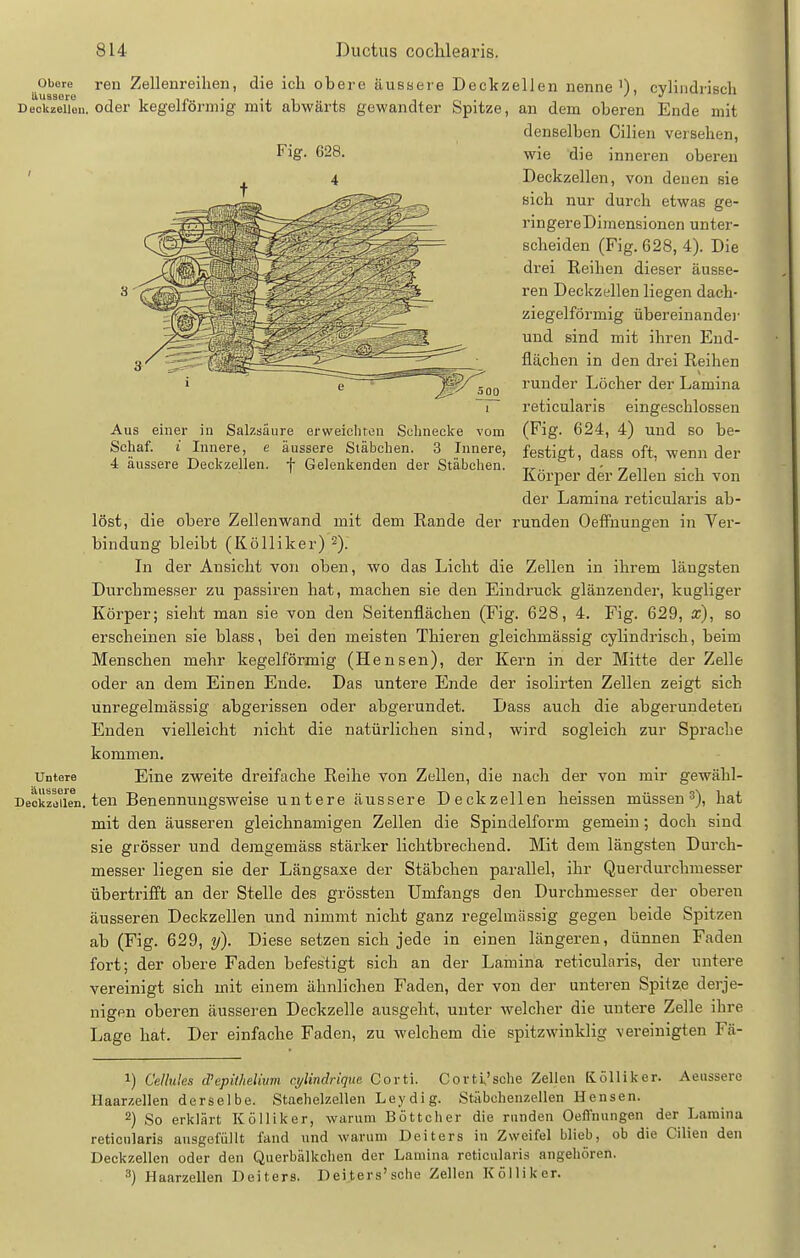 Obere reii Zellenreilien, die ich obere äussere Deckzellen nenne'), cvlindriscli Düokzeiion. oder kegelförmig mit abwärts gewandter Spitze, an dem oberen Ende mit denselben Cilien versehen, wie die inneren oberen Deckzellen, von denen sie sich nur durch etwas ge- ringereDimensionen unter- scheiden (Fig. 628, 4). Die drei Reihen dieser äusse- ren Deckzellen liegen dach- ziegeiförmig übereinandej- und sind mit ihren End- flächen in den drei Reihen runder Löcher der Lamina reticularis eingeschlossen (Fig. 624, 4) und so be- festigt, dass oft, wenn der Körper der Zellen sich von der Lamina reticularis ab- löst, die obere Zellenwand mit dem Rande der runden Oeffnuugen in Ver- bindung bleibt (Kölliker) 2). In der Ausicht von oben, wo das Licht die Zellen in ihrem längsten Durchmesser zu passiren hat, machen sie den Eindruck glänzender, kugliger Körper; sieht man sie von den Seitenflächen (Fig. 628, 4. Fig. 629, x), so erscheinen sie blass, bei den meisten Thieren gleichmässig cylindrisch, beim Menschen mehr kegelförmig (Hensen), der Kern in der Mitte der Zelle oder au dem Einen Ende. Das untere Ende der isolirten Zellen zeigt sich unregelmässig abgerissen oder abgerundet. Dass auch die abgerundeten Enden vielleicht nicht die natürlichen sind, wird sogleich zur Sprache kommen. Untere Eine zweite dreifache Reihe von Zellen, die nach der von mir gewähl- Deokzotien. ten Beneunuugsweise untere äussere Deckzellen heissen müssen 3), hat mit den äusseren gleichnamigen Zellen die Spindelform gemein ; doch sind sie grösser und demgemäss stärker lichtbrechend. Mit dem längsten Durch- messer liegen sie der Längsaxe der Stäbchen parallel, ihr Querdurchmesser übertrifft an der Stelle des grössten Umfangs den Durchmesser der oberen äusseren Deckzellen und nimmt nicht ganz regelmässig gegen beide Spitzen ab (Fig. 629, y). Diese setzen sich jede in einen längeren, dünnen Faden fort; der obere Faden befestigt sich an der Lamina reticularis, der untere vereinigt sich mit einem ähnlichen Faden, der von der unteren Spit2;e derje- nigen oberen äusseren Deckzelle ausgeht, unter welcher die untere Zelle ihre Lage hat. Der einfache Faden, zu welchem die spitzwinklig vereinigten Fä- 1) Cellules d'epiihelium cylindrique Corti. Cortü'sche Zellen Kölliker. Aeiissere Haarzellen derselbe. Staehelzellen Leydig. Stäbchenzellen Hensen. 2) So erklärt Kölliker, warum Böttcher die runden Oeffnungen der Lamina reticularis ausgefüllt fand und warum Deiters in Zweifel blieb, ob die Cilien den Deckzellen oder den Querbälkclien der Lamina reticularis angehören. 3) Haarzellen Deiters. Deiters'sche Zellen Kölliker. Fig. 628. Aus einer in Salzsäure erweichten Schnecke vom Schaf, i Innere, e äussere Stäbchen. 3 Innere, 4 äussere Deckzellen, f Gelenkenden der Stäbchen.