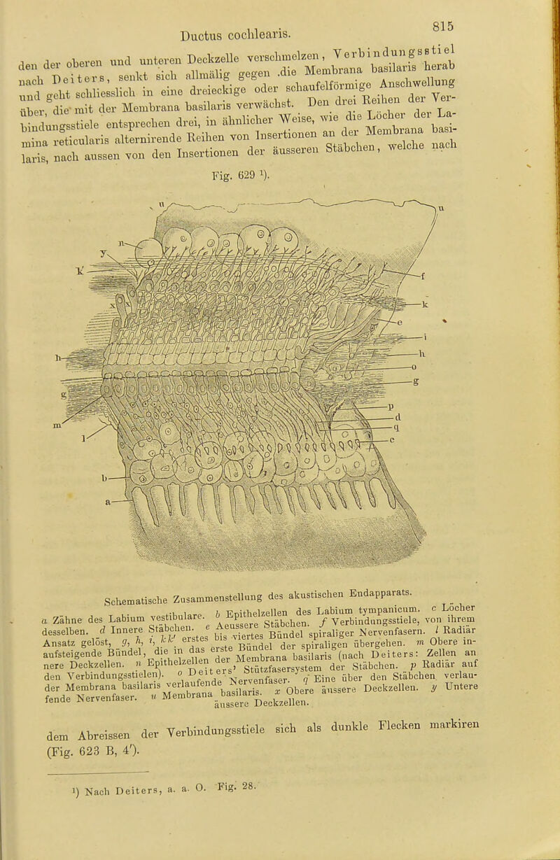 A ^.v oberen und unteren Deckzelle verschmelzen, Verbindungsstiel ^ r die- mit der Membrana basilaris verwächst. Den drer Reihen d Yer laris, nach aussen von den Insertionen der äusseren o Fig. 629 1). Schematische Zusammenstellung des akustischen Endapparats. a Zähne des Labium vestibuläre, Pf^f^[^».f^ / Ve^bi^ZÄ v^n'lhrem desselben, Innere Stabchen J ^^^^ SieT-spLliger Nervenfasern. / Radiär Ansatz gelost </, A, Bündel der spiraligen übergehen, m Obere m- aufsteigende Bündel, die in ^as erste ßunaei P b ^giters: Zellen an nere Deckzellen. ^ Epithe zellen der Mem^^^^^^^^^ Stäbchen^ P Radiär auf den Yerbindungsstielen). q Eine über den Stabchen verlau- 5£df ^^n^r'^ MÄ^b^l^^^^^^ ..esere Deckze.len. . Untere dem Abreissen der Yerbindungsstiele sich als dunkle Flecken markiren (Fig. 623 B, 4'). 1) Nach Deiters, a. a. 0. Fig. 28.