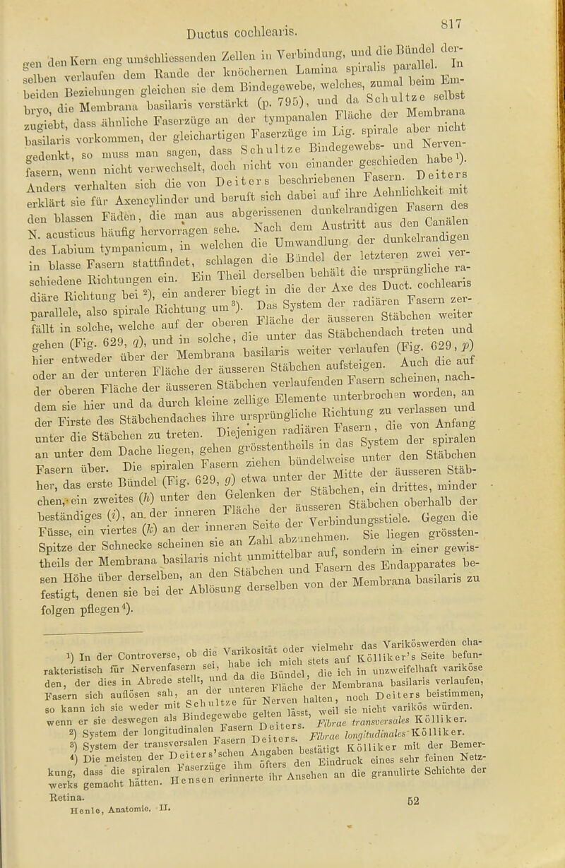 Ductus coclilearis. .en aenKern c.g umschliossenden Zellen in Verbindung, '^'^f ^ Jj;'}^} len verlaufen dem ßaude der kuöcliernen Lamnm spu-aliB V^^f]^^' S.ie.ungen gleicUou sie ^' ^j^^^ basilari vorkonnnen, der gleichartigen Faserzüge nn Ug. sprale ^^«^^ Ten bh en Filtto, die man aus atg.msenen a«»kel™nd.ge„ Fasern de» N °ac S Worrägen se,„. J^ao;, de. ^«^^'l;^^^^^ frSÄd:r-r:-.eÄ in blasse i aseii derselben behält die ursprüngliche ra- schiedene ßichtaugeu ein. Lin iheii aerseioen u r ^ • der Firste des Stäbchendaches -r^^'-^^^'^^fl^^^^^ ^aie von Anfang unter die Stäbchen zu treten. Diejenigen radialen I - ^^^^^^ an unter dem Dache liegen, gehen -^«^^^^.^S X ^en Stäbchen Fasern über. Die spiralen Fasern ziehen ^^-^j^^^^^^^ ,,3,,,,, Stäb- her, das erste Bündel (Fig. 629, g) etwa unte der M. te de ^.^^^^^ eben,-ein zweites (h) unter den ^elenken de Stabchen ^^^^^^^^^ ^^^^ beständiges (0, an. der inneren ^^^^^^ .Jf .^^Xdu^gsstiele. Gegen die Füsse, ein viertes (/.) an der -^^ \,tnlL n. s!e liegen grössten- Spitze der Schnecke scheinen sie an Zahl abz.me ils der Membrana basilaris nicht^^^^^^^^^ sen Höhe über derselben, an den Stauchel una ^^^^il^.i^ festigt, denen sie bei der Ablösui.g derselben von der folgen pflegen«). rakteristisch für Nervenfasern ''f^x,,^:,.^, die ich in unzweifelhaft variköse den, der dies in Abrede stellt, und da d e l^^^^'tasilaris verlaufen, Fasern sich auflösen -^^^ -h atr^ ^^™ halten, noeh Deiters heisti.n.en, so kann ich sie weder mit bcliuitze lui varikös wurden, lenn er sie deswegen ^^Bindegewebe gdten st, Kölliker. 2) System der longitudmalen Fasern Deiters. fo„^;,„A-„aZ«-Kölliker. Retina. g2 He nie, Anatomie. II.