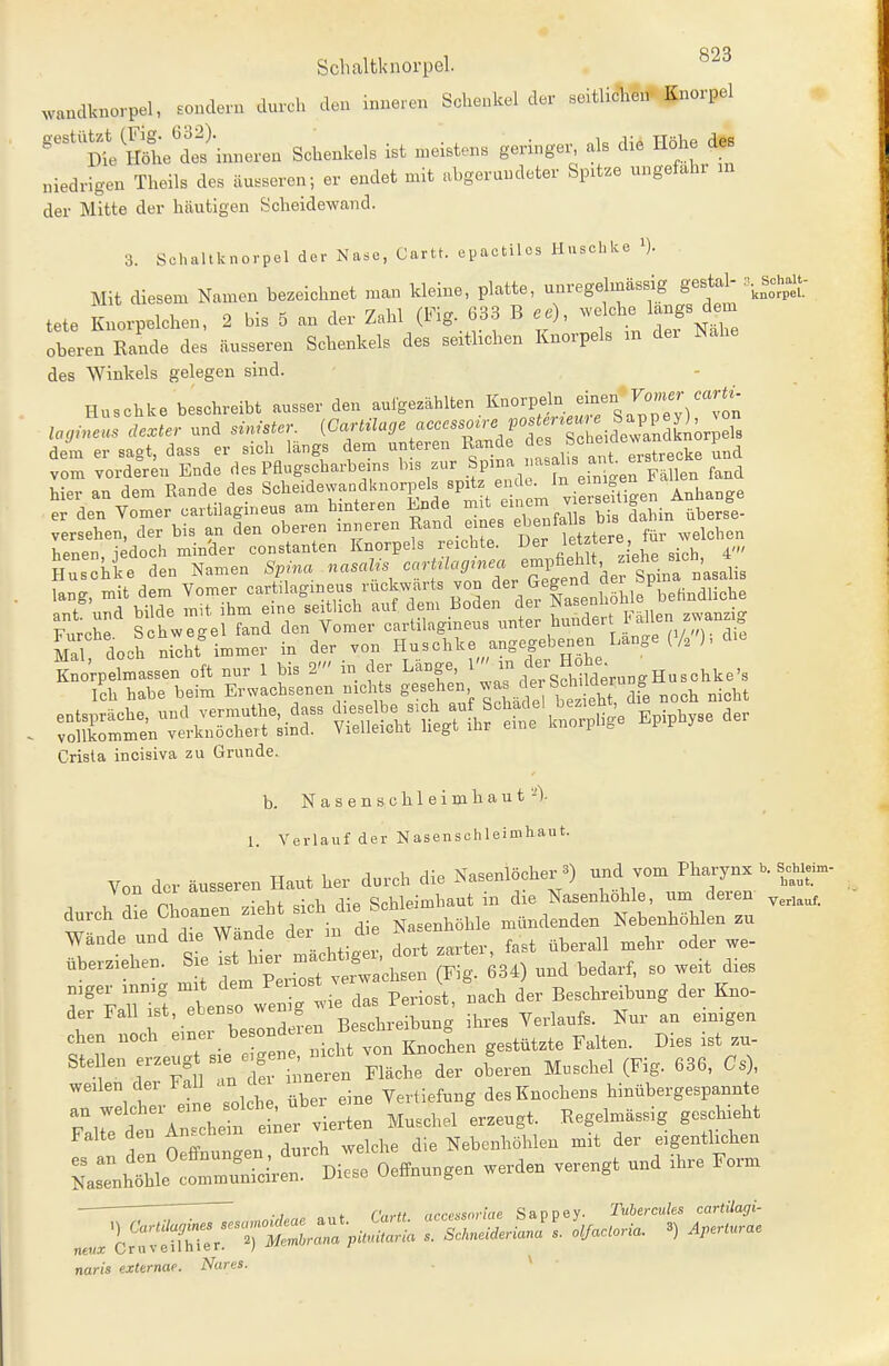 Schaltknorpel. .vandknorpel, sondern durch den inneren Schenkel der «eltlichen Knorpel ''til^Sfhe'Sinneren Schenkels ist meistens geringer, als die Höhe des niedrigen Theils des äusseren; er endet mit abgerundeter Spitze ungefähr m der Mitte der häutigen Scheidewand. 3. Schaltknorpcl der Nase, Cartt. epactilcs Huscbke i). Mit diesem Namen bezeichnet man kleine, platte, unregelmässig gestal- n.^^Sohait- tete KnorpBlchen, 2 bis 5 an der Zahl (Fig. 633 B ^f^^J^f^^ oberen Kande des äusseren Schenkels des seithchen Knorpels m der Nahe des Winkels gelegen sind. Huschke beschreibt ausser den aufgezählten Knorpeln einen*Fomer mrt^ dem er sagt, dass er sich längs dem unteren Rande de bcüe 1^^^ vom vorderen Ende des Paugscharbems bis zur SP'°^ f^^J^'^ f'f;^^ p^H,^ fand hier an dem Rande des Scheidewaadknorpels «P^^^   ^^i^^;^!^!' Anhange er den Vomer cartilagineus am hinteren Ende ^^^^ '^^^'^^^l^Hn überse- versehen, der bis an den oberen inneren Rand eines ebentaUs D s henen, jedoch minder constanten Knorpels reichte. Der l^^J^^^' . ^ 4., Huschke den Namen Spina nasalis '^^^^^'^'^^^^^^^^ lang, mit dem Vomer ^-'^'^-^'^.^^^''^^^^^^^ Mal doch nicht immer in der von Huschke angegebenen Lange (/,), die Srpelmassen oft nur 1 bis 2' in der Länge, ^ .^sS'^^rungHuschke's Ich habe beim Erwachsenen nich s S'^^f ^.^^f^tnoch nicht Ä^;:l^Ä^r Ät^^L^^b^'^h^e Epiph.se der Crista incisiva zu Grunde. b. N a s e n s c h 1 e i m h a u t -\ 1. Verlauf der Nasenschleimhaut. Von der äusseren Haut her durch die Nasenlöcher 3) und^ vom Pharynx b. ScMei.- von oci auss Schleimhaut in die Nasenhöhle, um deren durch die Choanen ^^f^^^^'^/^^^ f Nasenhöhle mündenden Nebenhöhlen .u Wände und die Wände der m de ^^^^f^^^ „^^^ überziehen. Sie f ^^^^;^^^^^^^ bedarf, so weit dies F:1i t Tbenso g t-e das Periost nach der Beschreibung der Kno- der Fall ist, ebenso wenig Verlaufs. Nur an einigen eben noch einer ^--^^^^.^.^^^t KnocLn gestützte Falten. Dies ist zu- Stenen -^^^^ nne^ Fläche der oberen Mnschel (Fig. 636, Cs), weilen der Fall an der 11 ^^^.^-^^ desKnochens hinübergespannte raire d ef ^^^^^^^^ Muschel Leugt. Regelmässig geschieht Falte den An^cne Nebenhöhlen mit der eigenthchen naris externae. Nares. - *