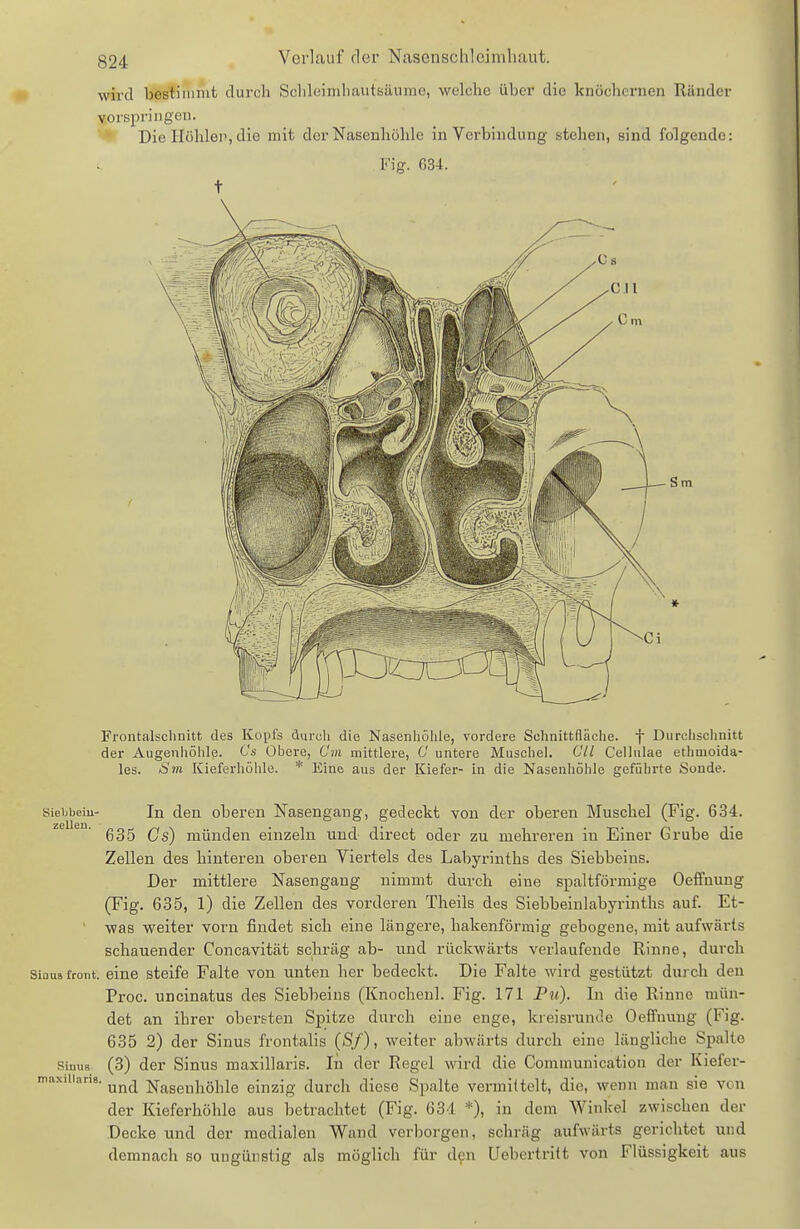 wird bestinmit durch ScliloimliautBänino, welche über die knöcliornen Ränder vorspringen. ♦ Die Höhlen, die mit der Nasenhöhle in Verbindung stehen, sind folgende: Fig. 634. t Frontalsclinitt des Kopfs durch die Nasenhöhle, vordere Schnittfläche, f Durclischnitt der Augenhöhle. Cs Obere, Cm mittlere, C untere Muschel. Cll Cellulae ethmoida- les. Sin Kieferhöhle. * Eine aus der Kiefer- in die Nasenhöhle geführte Sonde. Siebbeiu- In den oberen Nasengaug, gedeckt von der oberen Muschel (Fig. 634. 635 Cs) münden einzeln und direct oder zu mehreren in Einer Grube die Zellen des hinteren oberen Viertels des Labyrinths des Siebbeins. Der mittlere Nasengang nimmt durch eine spaltförmige Oefifnuug (Fig. 635, 1) die Zellen des vorderen Theils des Siebbeinlabyrinths auf. Et- ' was weiter vorn findet sich eine längere, hakenförmig gebogene, mit aufwärts schauender Concavität schräg ab- und rückwärts verlaufende Rinne, durch Siaua front, eine stoife Falte von unten her bedeckt. Die Falte wird gestützt durch den Proc. uncinatus des Siebbeins (Knochenl. Fig. 171 Pu). In die Rinne mün- det an ihrer obersten Spitze durch eine enge, kreisrunde Oeffnuug (Fig. 635 2) der Sinus frontalis (Sf), weiter abwärts durch eine längliche Spalte SimiB (3) der Sinus maxillaris. In der Regel wird die Communication der Kiefer- maxiiians. Nasenhöhle einzig durch diese Spalte vermittelt, die, wenn man sie von der Kieferhöhle aus betrachtet (Fig. 63d *), in dem Winkel zwischen der Decke und der medialen Wand verborgen, schräg aufwärts gerichtet und demnach so ungünstig als möglich für d?n Uebertritt von Flüssigkeit aus