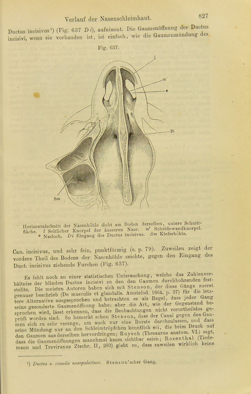 Ductus incisivus^) (Fig. 637 Di), aufnimmt. Die GaumenöfFnung der Ductus incisivi, wenn sie vorhanden ist, ist einfach, wie die Gaumenmundung des Fig. G37. 1 Horizontalschnitt der Nasenhölile diclit am Boden derselben, untere Sohnitt- fläche l Seitlicher Knorpel der äusseren Nase, m' Scheidewandknorpel. * Nasloch. Di Eingang des Ductus incisivus. Sm Kieferhöhle. Can. incisivus, und sehr fein, punktförmig (s. p. 79). Zuweileii zeigt der vordere Theil des Bodens der Nasenhöhle seichte, gegen den Eingang des Duct. incisivus ziehende Furchen (Fig. 637). Es fehlt noch an einer statistischen Untersuchung, welche das Zahlenver- hältniss der blinden Ductus inciaivi zu den den Gaumen durchbohrenden iest- Sr me misten Autoren haben sich -'t Stensen, de,- diese Gänge genauer beschrieb (De musculis et glanduhs. Amstelod. 1664. p. 37) fui die letz tere Mternative ausgesprochen und betrachten es als Regel dass jeder Gang e ne g onderte GaLenöffnung habe-, aber die Art, wie der Gegenstand ^ prochen wird, lässt erkennen, dass die Beobachtungen nicht vorurtheilslos ge- prm worden ind. So bemerkt schon Stenson, dass der Cana gegen denGau- Ln sTch verenge, um auch nur eine Borste durchzulassen, und dass reine Mündung nur an den Schleimtröpfchen kenntlich sei, die beim Drack auf den Gaumen fus derselben hervordringen; Ruysch (Thesaurus J^^l^f^^^^^^ dass die Gaumenöffnungen manchmal kaum sichtbar seien; R^^^^^^J^j/ ^^^^^ mann und Treviranus Ztschr. II, 289) giebt zu, dass zuweilen wirkhch kerne 1) Ductus s. canalis nasopalalinn$. Stenson'scher Gany.
