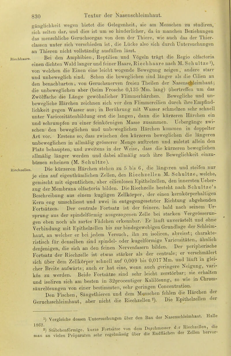 gängHchkeit wegen bietet die Gelegenheit, sie am Menschen zu studiren, sich selten dar, und dies ist um so hinderlicher, da in manchen Beziehungen das menschliche Geruchsorgan von dem der Thiere, wie auch das der Thier- classen unter sich verschieden ist, die Lücke also sich durch Untersuchungen an Thieren nicht vollständig ausfüllen lässt. Biechhaare. Bei den Amphibien, Reptilien und Vögeln trägt die Regio olfacloria einen dichten Wald langer und feiner Haare, Riechhaare nach M. Schnitze '), von welchen die Einen eine leicht wogende Bewegung zeigen, andere starr und unbeweglich sind. Schon die beweglichen sind länger als die Cilien an den benachbarten, von Geruchsnerven freien Theilen der Nasenschleimliaut; die unbeweglichen aber (beim Frosche 0,135 Mm. lang) übertreffen um das Zwölffache die Länge gewöhnlicher Flimmerhärchen. Bewegliche und un- bewegliche Härchen zeichnen sich vor den Flimmercilien durch ihre Empfind- lichkeit gegen Wasser aus; in Berührung mit Wasser schmelzen sehr schnell unter Yaricositätenbildung erst die langen, dann die kürzeren Härchen ein und schrumpfen zu einer feinkörnigen Masse zusammen. Uebergänge zwi- schen den beweglichen und unbeweglichen Härchen kommen in doppelter Art vor. Erstens so, dass zwischen den kürzeren beweglichen die längeren unbeweglichen in allmälig grösserer Menge auftreten und zuletzt allein den Platz behaupten, und zweitens in der Weise, dass die kürzeren beweglichen allmähg länger werden und dabei allmälig auch ihre Beweglichkeit einzu- büssen scheinen (M. Schnitze). Eiechzeilen. Die kürzeren Härchen stehen zu 5 bis 6, die längeren und steifen nur je eins auf eigenthümlichen Zellen, den Riechzellen M. Schnitze, welche, gemischt mit eigentlichen, aber cilienlosen Epithelzellen, den innersten Ueber- zug der Membrana olfactoria bilden. Die Riechzelle besteht nach Schnitze's Beschreibung aus einem hügligen Zellkörper, der einen kernkörperhaltigen Kern eng umschliesst und zwei in entgegengesetzter Richtung abgehenden Fortsätzen. Der centrale Fortsatz ist der feinere, bald nach seinem Ur- sprung aus der spindelförmig ausgezogenen Zelle bei starken Yergrösserun- gen eben noch als zartes Fädchen erkennbar. Er läuft unverästelt und ohne Verbindung mit Epithelzellen bis zur bindegewebigen Grundlage der Schleim- haut, an welcher er bei jedem Versuch, ihn zu isoliren, abreisst; charakte- ristisch für denselben sind spindel- oder kugelförmige Varicositäten, ähnlich denjenigen, die sich an den feinen Nervenfasern bilden. Der peripherische Fortsatz der Riechzelle ist etwas stärker als der centrale; er verschmälert sich über dem Zellkörper schnell auf 0,009 bis 0,017 Mm. und läuft in glei- eher Breite aufwärts; auch er hat eine, wenn auch geringere Neigung, vari- kös zu werden. Beide Fortsätze sind sehr leicht zerstörbar; sie erhalten und isoliren sich am besten in 32procentiger Kalilösung, so wie m Chrom- säurelösungen von einer bestimmten, sehr geringen Concentration. Den Fischen, Säugethieren und dem Manschen fehlen die Härchen der Geruchsschleimhaut, aber nicht die Riechzellen 2). Die Epithelzellen der 1) Vergleiche dessen Untersuchungen über den Bau der Nasenschlei.nhant. Halle Stäbchenförmige, kur.e Fortsätze von dem Durchmesser d.- Ki-';-^' mau an vieleu Präparaten sehr regelmässig über die Endflachen der Zellen hervor-