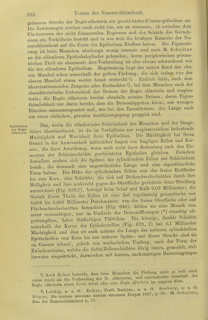grösseren Strecke der Eegio olfactoria ein geschichtetes Prasterepithelium an. Die Erfahrungen reichen noch nicht hin, um zu ermessen, oh zwisclien dum Flächenraum der nicht flimmernden Regionen und der Schärfe des Gerueh- sinns ein Verhiiltniss hesteht und in wie weit die hiiufigen Katarrhe der Na- senschleimhaut auf die Form des Epithelium Eiufluss haben. Die Pigmenti- rung ist beim Menschen überhaupt wenig intensiv und nach M. Schultze an die cilienlosen Epithelialcylinder gebunden, deren peripherischen prisma- tischen Theil sie einnimmt; ihre Verbreitung ist also ebenso schwankend wie die des cilienlosen Epithelium. Regelmässig liegt der untere Rand der obe- ren Muschel schon ausserhalb der gelben Färbung, die sich indess vor der oberen Muschel etwas weiter hinab erstreckt 0- Endlich fehlt, nach dem übereinstimmenden Zeugniss aller Beobachter 2), bei dem Menschen auch der charakteristische Unterschied der Drüsen der Regio olfactoria und respira- toria; die Regio olfactoria besitzt ebenfalls aclnöse Drüsen, deren Eigen- thümlichkeit nur darin beruht, dass die Drüsenläppchen klein, aus wenigen Bläschen zusammengesetzt und, wie bei den Tarsaldrüsen, der Länge nach um einen einfachen; geraden Ausführungsgang gruppirt sind. Kpitheiium Das, worin die olfactorische Schleimhaut des Menschen und der Säuge- oKaetta thicre übereinstimmt, ist die im Verhältniss zur respiratorischen bedeutende ' Mächtigkeit und Weichheit ihres Epithelium. Die Mächtigkeit hat ihren Grund in der Anwesenheit zahlreicher Lagen von kugligen Zellen und Ker- nen, die ihrer Anordnung, wenn auch nicht ihrer Bedeutung nach den Ele- menten der Schleimschichte geschichteter Epithelien gleichen. Zwischen denselben senken sich die Spitzen der cylindrischen Zellen zur Schleimhaut herab, die demnach eine ungewöhnliche Länge und eine eigenthumliche Form haben. Die Höhe der cylindrischen Zellen von der freien Endflache bis zum Kern, eine Schichte, die sich auf Dickendurchschnitten durch ihre Helligkeit und ihre senkrecht gegen die Oberfläche gerichtete feine Streifung auszeichnet (Fig. 639,1), beträgt beim Schaf und Kalb 0,03 Millimeter; die Gestalt dieses Theils der Zellen ist eine fast regelmässig prismatische von 0 006 bis 0,008 Millimeter Durchmesser; von der freien Oberfläche oder auf Flächendurchschnitten betrachtet (Fig. 640), bilden sie eine Mosaik von meist sechsseitigen, nur im Umkreis der Drüsenöffnungen (*) einseitig ab- gestumpften, daher fünfseitigen Plättchen. Die körnige, dunkle Schichte unterhalb der Kerne der Cylinderzellen (Fig. 639. 2) hat 0,1 Millimeter Mächtigkeit und dies ist auch pahezu die Länge der isolirten cylindrischen Epithelzellen vom Kern bis zur unteren Spitze; auf dieser Strecke sind sie iii Ganzen schmal, jedoch von wechselndem Umfang, nach der Form der Zwischenräume, welche die tiefen Zellenschichten übrig lassen gemodelt, stel- lenweise eingedrückt, dazwischen mit kurzen, zackenartigen Hervorragungen ^ A.ich Ecker bemerkt, dass beim Menschen die Färbung nicht so ^•^J], „nten^^i h^ a^s d Verästelung des N. olfactorius, und unterscheidet innerhalb der Regio olfactoria einen Locns luteus oder eine Ucgio olfacior.a ,m engeren S-nn. 2) Leidig, a. a. 0. Eeker, Freib. Berichte, a. a 0. S-berg a a. 0 Hoyer, De tünicae mucosae^narium structura Dorpat 1S57, p. 33. M. Schultze, Bau der Nasenschleimhaut p. 77.
