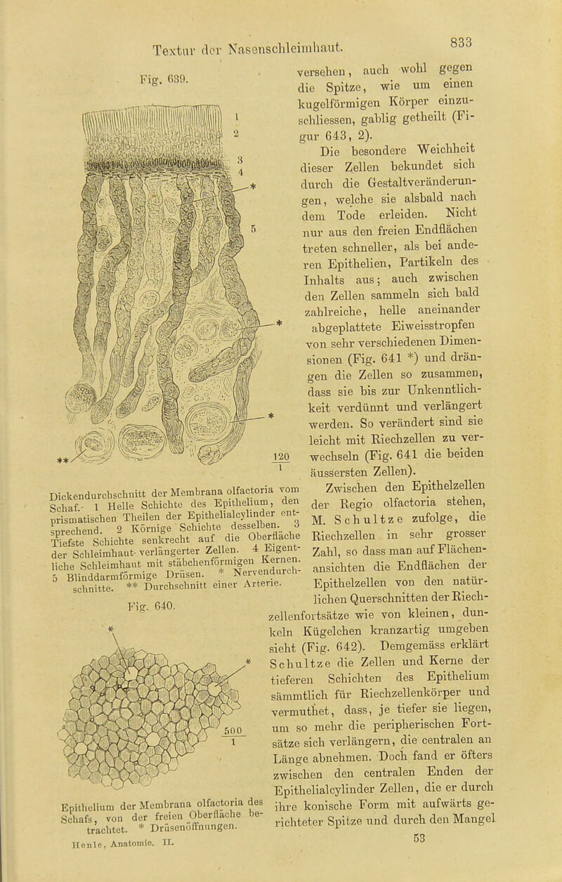 Fig. 639. Dickendurclischnitt der Membrana olfactoria vom Schaf- l Helle Schichte des Epitheham, den prismatischen Theilen der Epithelialcylinder ent- sorechend. 2 Körnige Schichte desselben, i ¥ieft thichte senkrecht auf die Oberflad.e der Schleimhaut- verlängerter Zellen. 4 Eigent liehe Schleimhaut mit stäbchenförmigen Kernen. 5 BUnddarmförmige Drüsen. * Nervendurch- schnitte. ** Durchschnitt einer Arterie. Vis- 640. Epithelium der Membrana olfactoria des Schafs, von der freien Oberflache be- trachtet. * Drüsenöfi'nungen. Hcnle, Anatomie. II. versehen, auch wohl gegen die Spitze, wie um einen kugelförmigen Körper einzu- schliessen, gabiig getheilt (Fi- gur 643, 2). Die besondere Weichheit dieser Zellen bekundet sich durch die Gestaltveränderun- gen, welche sie alsbald nach dem Tode erleiden. Nicht nur aus den freien Endflächen treten schneller, als bei ande- ren Epithelien, Partikeln des Inhalts aus; auch zwischen den Zellen sammeln sich bald zahlreiche, helle aneinander abgeplattete Eiweisstropfen von sehr verschiedenen Dimen- sionen (Fig. 641 *) und drän- gen die Zellen so zusammen, dass sie bis zur Unkenntlich- keit verdünnt und verlängert werden. So verändert sind sie leicht mit Kiechzellen zu ver- wechseln (Fig. 641 die beiden äussersten Zellen). Zwischen den Epithelzellen der Regio olfactoria stehen, M. Schnitze zufolge, die Riechzellen in sehr grosser Zahl, so dass man auf Flächen- ansichten die Endflächen der Epithelzellen von den natür- lichen Querschnitten der Riech- zellenfoitsätze wie von kleinen, dun- keln Kügelchen kranzartig umgeben sieht (Fig. 642). Demgemäss erldärt Schultze die Zellen und Kerne der tieferen Schichten des Epithelium sämmtlich für Riechzellenkörper und vermuthet, dass, je tiefer sie liegen, um so mehr die peripherischen Fort- sätze sich verlängern, die centralen an Länge abnehmen. Doch fand er öfters zwischen den centralen Enden der Epithelialcylinder Zellen, die er durch ihre konische Form mit aufwärts ge- richteter Spitze und durch den Mangel 53