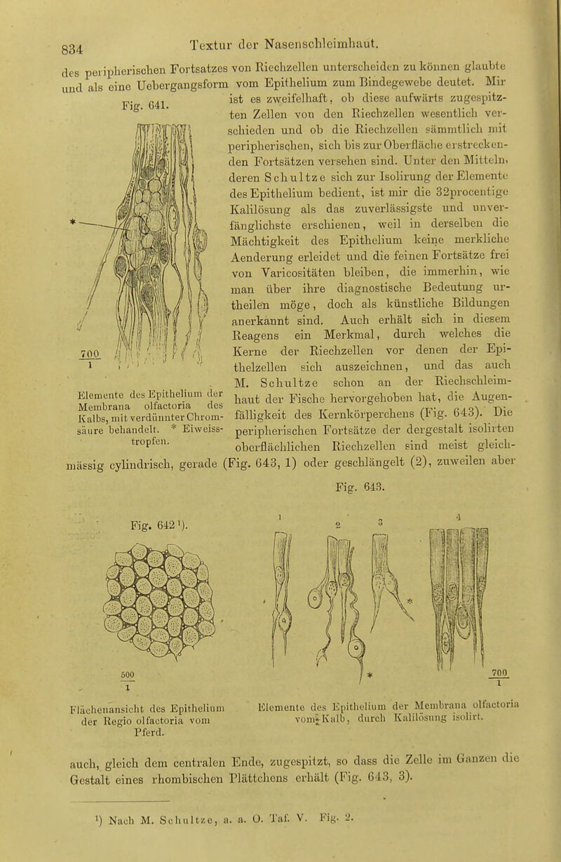 Fig. G41. des peripherischen Fortsatzes von Riechzcllcn unterscheiden zu können ghiubtc und als eine Uebergangsform vom Epithelium zum Bindegewebe deutet. Mir ist es zweifelhaft, ob diese aufwärts zugespitz- ten Zellen von den Riechzellen wesentlich ver- schieden und ob die Eiechzellen sämmtlich mit peripherischen, sich bis zur Oberfläche erstrecken- den Fortsätzen versehen sind. Unter den Mittelni deren Schnitze sich zur Isolirung der Elemente des Epithelium bedient, ist mir die 32procentige Kalilösung als das zuverlässigste und unver- fänglichste erschienen, weil in derselben die Mächtigkeit des Epithelium keine merkliche Aenderung erleidet und die feinen Fortsätze frei von Varicositäten bleiben, die immerhin, wie man über ihre diagnostische Bedeutung ur- theileti möge, doch als künstliche Bildungen anerkannt sind. Auch erhält sich in diesem Reagens ein Merkmal, durch welches die Kei-ne der Riechzellen vor denen der Epi- thelzellen sich auszeichnen, und das auch M. Schnitze schon an der Riechschleim- haut der Fische hervorgehoben hat, die Augen- fälligkeit des Kernkörperchens (Fig. 643). Die peripherischen Fortsätze der dergestalt isolirten oberflächlichen Riechzellen sind meist gleich- Elemente des Epithelium der Membrana olfactoria dos Kalbs, mit verdünnter Clu'om- säure beiiandelt. * Eiweiss- tropfen. massig cylindrisch, gerade (Fig. 643, 1) oder geschlängelt (2), zuweilen aber Fig. 643. Fig. 642'). 500 1 Fläclienansiclit des Epitheiinni der Regio olfactoria vom Pferd. Elemente des Epitlicliiim der Membrana olfactoria vomi-Kalb, durch Kalilösung isolirt. auch, gleich dem centralen Ende, zugespitzt, so dass die Zelle im Ganzen die Gestalt eines rhombischen Plättchens erhält (Fig. 643, 8). 1) Nach M. Schnitze, a. a. 0. Taf. V. Fig. 2.