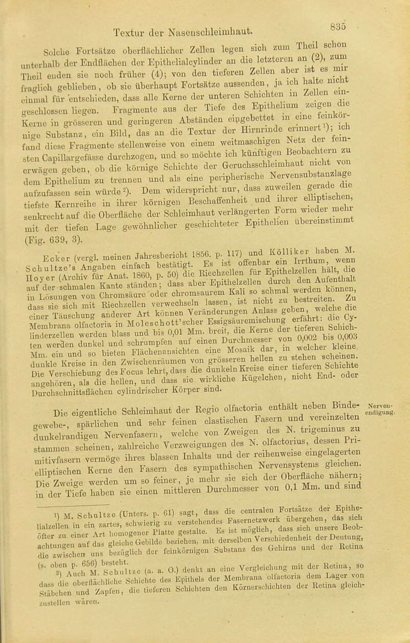 Textur der Naseuschleirabaut. Solche Fortsätze oberflächlicher Zellen legen sich zum Theil schon unterhalb der Endflächen der Epithelialcylinder an die letzteren an C-J. ^^m Theil enden sie noch früher (4); von den tieferen Zellen aber ißt es mu fraglich geblieben, ob sie überhaupt Fortsätze aussenden, ja ich ha te nicnt einmal für entschieden, dass alle Kerne der unteren Schichten m Zellen em- o-eschlossen liegen. Fragmente aus der Tiefe des Epithehum zeigen d e Kerne in grösseren und geringeren Abständen eingebettet an eine feinkoi- nigo Substanz, ein Bild, das an die Textur der Hirnrinde ^^^-'^ fand diese Fragmente stellenweise von einem weitmaschigen Netz der tem sten Capillargefässe durchzogen, und so möchte ich künftigen Beobachten u erwägen geben, ob die körnige Schichte der Geruchsschleimhaut nicht von dem Epithelium-zu trennen und als eine peripherische Nervensubstan läge aufzufassen sein würde ^O- widerspricht nur, dass zuweilen gerade die tiefste Kernreihe in ihrer körnigen Beschaffenheit , und ihrer elliptis^^^^^^ senkrecht auf die Oberfläche der Schleimhaut verlängerten ^orm medei mehr mit der tiefen Lage gewöhnlicher geschichteter Epithehen ubereinstimmt (Fig. 639, 3). EoUr ,ve..> „ei.» J.hvesWM dass d sicrmit Eiechzellen verwechseln lassen, ist nicht ^^estreiten^ Zu einer Tä schung anderer Art können Veränderungen Anlass geben welche die Eb ana olfactoria in Moleschott's.her f^-emischung erfa^^^ die Cy^ linderzellen werden blass und bis 0,01 Mm breit, die Kerne dei tiefeien bc^ncU ea werden dunkel und schrumpfen auf emen Durchmesser von O'^O- ^is 0 ÜUö \L und so bieten Flächeuansichten eine Mosaik dar, m welchei kleine Durchschnittsfiächen cylindrischer Korper sind. Die eigentliche Schleimhaut der Regio olfactoria enthält neben_ Binde- aewebe- spärlichen und sehr feinen elastischen Fasern und vereinzelten funke rlndfgen Nervenfasern, welche von Zweigen des N. trigemmus zu tamm n scheinen, zahlreiche Verzweigungen des N. olfactorius, dessen Pri- Sasern vermöge ihres blassen Inhalts und der reihenweise eingelagerten :;Sthen Kernten ^/^t^^Äet::^; ^^^S^rZ^SJ'trZ::.. von 0.1 Mm. und sind ^T^T^^l^ze (Unters, p. 61) sagt, dass die centralen Fortsätze dei- Epithe- r , il; in .in zartes schwier g z« verstehendes Fasernetzwerk ubergehen, däs sich halzellcn in em zai es ' Platte gestalte. Es ist möglich, dass sich unsere Beob- ofter zn ]^°2a!'g^^^^^ mit derselben Verschiedenheit der Deutung, T::^:^'^ t::S^S^^^^^^^ Substanz des Gehirns und der Retina . (s. oben p. 656) besteht ^.^^^ Vergleichung mit der Retina, so . i- lforflL'hlicl Schichte des Epithels der Membrana olfactoria dem Lager von Sch^n u d t t:'d Ueferen S hiehten den Körnerschichten der Retina gleich- zustellen wären.