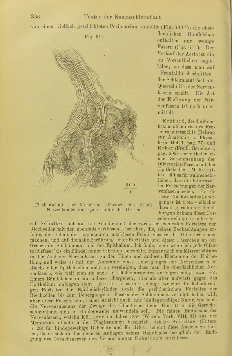 von einoin vielfach geschichteten Ponneuriiini umliüllt (Fig, 639*); die ohev- pjg. fläclilichen Ründelchen enthalten nur wenige Fasern (Fig. G44). Der Verlauf der Aeste ist ein ipi Wesentlichen sagit- laler, so dass man auf Frontaldurchschnitten der Schleimhaut fast nur Querschnitte der Nerven- fasern erhält. Die Art der Endigung der Ner- venfasern ist noch uner- mittelt. Eckhard, derdieMem- brana olfactoria des Fro- sches untersuchte (Beitrag zur Anatomie u. Physio- logie lieft 1, pag. 77) und Ecker (Freib. Berichte I, pag. 205) vermutheten ei- nen Zusammenhang der Olfactorius-Fasern mit den Epithelzellen, M. Schul- tze hält es für wahrschein- licher, dass die Riechzel- len Fortsetzungen der Ner- venfasern seien. Ein di- recter Nachweis des Ueber- ganges ist trotz vielfacher darauf gerichteter Bemü- hungen keinem dieser For- scher gelungen; indess be- ruft Schult|ze sich auf die Aehnlichkeit der varikösen centralen Fortsätze der Riechzellen mit den ebenfalls varikösen Fäserchen, die, seinen Beobachtungen zu- folge, den Inhalt der sogenannten marklosen Priraitivfasern des Olfactorius aus- machen, und auf die nahe Berührung jener Fortsätze und dieser Fäserchen an der Grenze der Schleimhaut und des Epithelium. Ich finde, auch wenn ich jede Olfac- toriusfaserlals ein Bündel feiner Fibrillen betrachte, immer noch ein Missverhältniss in der Zahl der Nei'venfasern zu den Einen und anderen Elementen des Epithe- lium,' und weiss es mit der Annahme eines üebcrganges der Nervenfasern in Riech- oder Epithelzellen nicht zu vereinigen, dass man die oberflächlichen Ner- venfasern, wie weit man sie auch an Flächenansichten verfolgen möge, zwar von Einem Bündelchen in ein anderes übergehen, niemals aber aufwärts gegen das Epithelium umbiegen sieht. Erichsen ist der Einzige, welcher die fadenförmi- gen Fortsätze der Epithelialcylinder sowie die peripherischen Fortsätze der Riechzelleu bis zum Uebergange in Fasern der Schleimhaut verfolgt haben will: aber diese Fasern sind, seiner Ansicht nach, nur bindegewebiger Natur, wie auch die Nerven Substanz der Zweige des Olfactorius beim Eintritt in die Geruchs- schleimhaut sich in Bindegewebe umwandeln soll. Die feinen Endplexus der Nervenfasern, weiche Kölliker im Jahre 1857 (Würzb. Verh. VIII, 31) aus der Membrana olfactoria der Plagiostomen beschrieb, erklärt Schnitze (Unters, p. 28) für bindegewebige Geflechte und Kölliker scheint diese Ansicht zu thei- lon, da er sich in den neueren Auflagen seines Handbuchs bezüglich der Endi- gung des Geruchsnerven den Vermuthungen Schultze's anschliesst. Flächenschnitt der Membrana olfactoria des Schafs. Nervenbündel und Qiiersclniitte der Drüsen.
