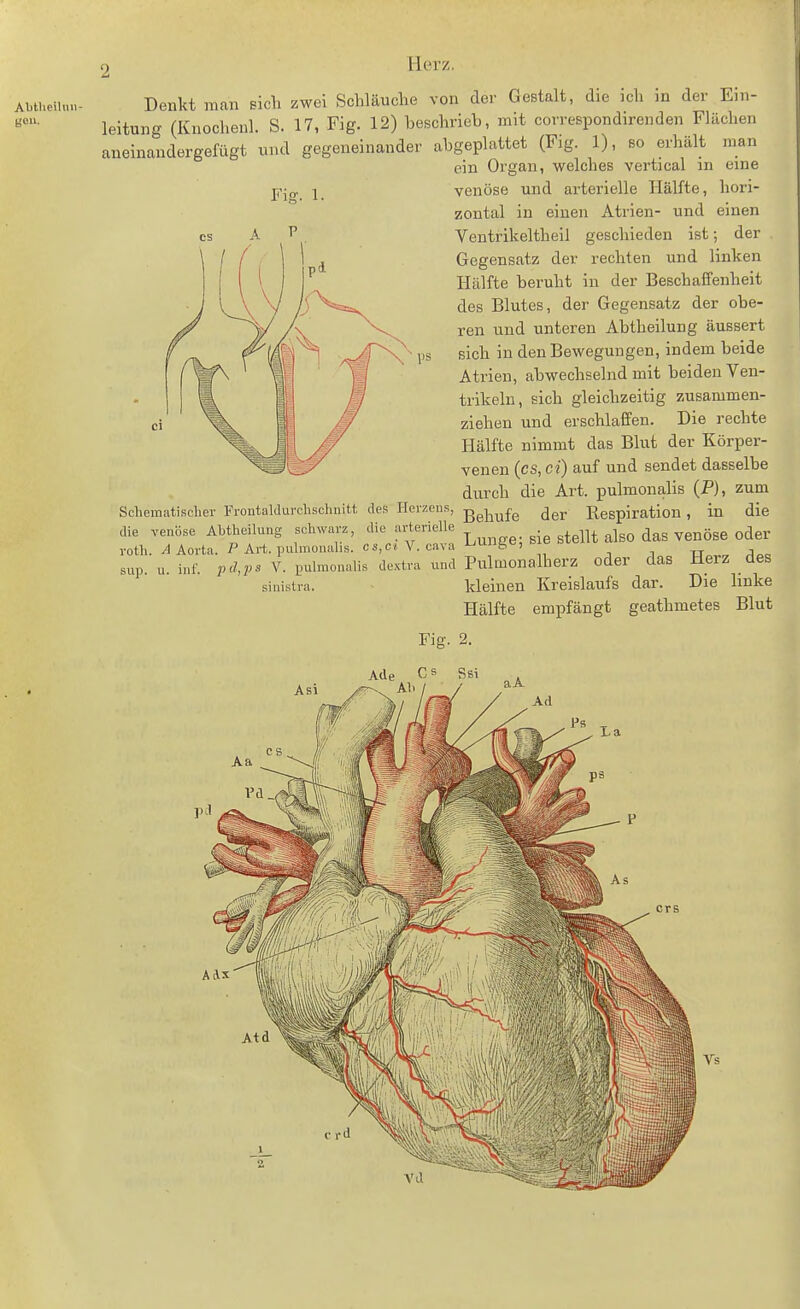 AbtUeilun- gou. Fiff. 1. 2 Herz. Denkt man Bicli zwei Schläuche von der Gestalt, die ich in der Ein- leitung (Knochenl. S. 17, Fig. 12) beschrieb, mit correspondirenden Flächen aneinandergefügt und gegeneinander abgeplattet (Fag. 1), so erhält man ein Organ, welches vertical in eine venöse und arterielle Hälfte, hori- zontal in einen Atrien- und einen Ventrikeltheil geschieden ist; der Gegensatz der rechten und linken Hälfte beruht in der Beschaffenheit des Blutes, der Gegensatz der obe- ren und unteren Abtheilung äussert sich in den Bewegungen, indem beide Atrien, abwechselnd mit beiden Ven- trikeln, sich gleichzeitig zusammen- ziehen und erschlaffen. Die rechte Hälfte nimmt das Blut der Körper- venen (es, ci) auf und sendet dasselbe durch die Art. pulmonalis (P), zum Schematisclier Frontaldui-chschnitt des Heizens, g^j^^fg Respiration , in die die venöse Abtheilung schwarz, '«'^ f'J'^'^« 3;^^^ ig stellt also das venöse oder roth. ^ Aorta. P Art. puhnonahs. CS,c« V. Cava i-Tl 'fe«) ^ sup. u. inf. pd,ps V. pulmonalis dextra und Pulmonalherz oder das Heiz des sinislra. kleinen Kreislaufs dar. Die linke Hälfte empfängt geathmetes Blut Fig. 2. \de CS Ssi