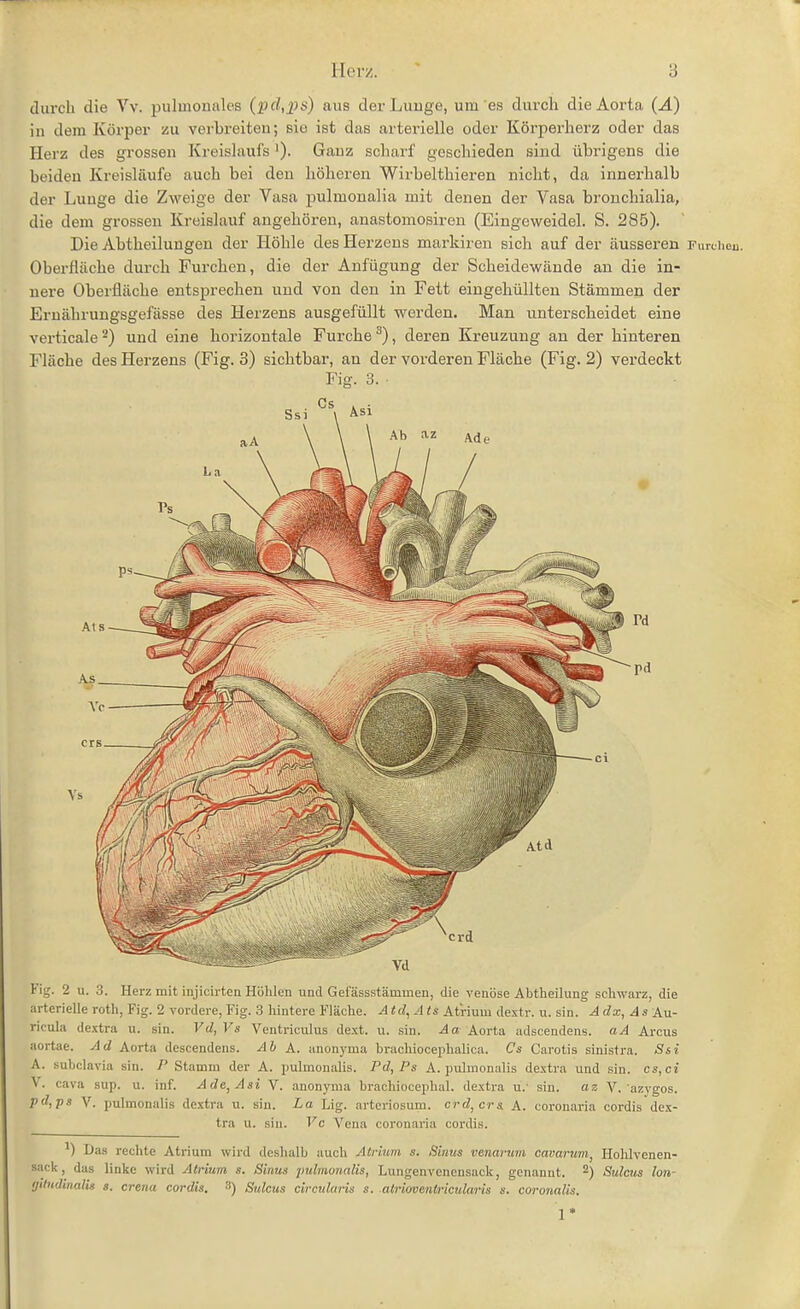 durch die Vv. pulmonales (pd,2)s) aus der Luuge, um es durch die Aorta (Ä) in dem Körper zu verbreiteu; sie ist das arterielle oder Körperherz oder das Herz des grossen Kreislaufs '). Ganz scharf geschieden sind übrigens die beiden Kreisläufe auch bei den höheren Wirbelthieren nicht, da innerhalb der Lunge die Zweige der Vasa pulmonalia mit denen der Vasa brouchialia, die dem grossen Kreislauf angehören, anastomosiren (Eingoweidel. S. 285). Die Abtheilungen der Höhle des Herzens markiren sich auf der äusseren rurciieu. Oberfläche durch Furchen, die der Anfügung der Scheidewände an die in- nere Oberfläche entsprechen und von den in Fett eingehüllten Stämmen der Ernährungsgefässe des Herzens ausgefüllt werden. Man unterscheidet eine verticale^) und eine horizontale Furche^), deren Kreuzung an der hinteren Fläche des Herzens (Fig. 3) sichtbar, an der vorderen Fläche (Fig. 2) verdeckt Fig. 2 u. 3. Herz mit injicirten Höhlen und Gelassstämmen, die venöse Abtheilung schwarz, die arterielle roth,Fig. 2 vordere, Fig. 3 hintere Fläche. Atel, Ais Atrium dextr. u. sin. Adx, As Au- ricula de.rtra u. sin. Vd, Vs Ventriculus dext. u. sin. Aa Aorta adscendens. aA Arcus aortae. Ad Aorta descendens. Ah A. anonyma brachiocephalica. Cs Cai-otis sinistra. Ssi A. subclavia sin. P Stamm der A. pulmonalis. Pd, Ps A. pulmonalis dextra und sin. cs, ci V. Cava sup. u. inf. Ade^Asi V. anonyma brachiocephal. dextra u.- sin. az V. •azygos. pd,ps V. pulmonalis dextra u. sin. La Lig. arteriosum. crd,crs. A. coronaria cordis dex- tra u. sin. Vc Vena coronaria cordis. Das rechte Atrium wird deshalb auch Atrium s. Sinus venavum cavarum, Hohlvenen- sack, das linke wird Atrium s. Sinus pulmoiialis, Lungenvenensack, genannt. ^) Sulcus Ion- ijitndinatis s. crena cordis. 3) Sulcus circularis s. atrioventricularis s. coronalis. 1