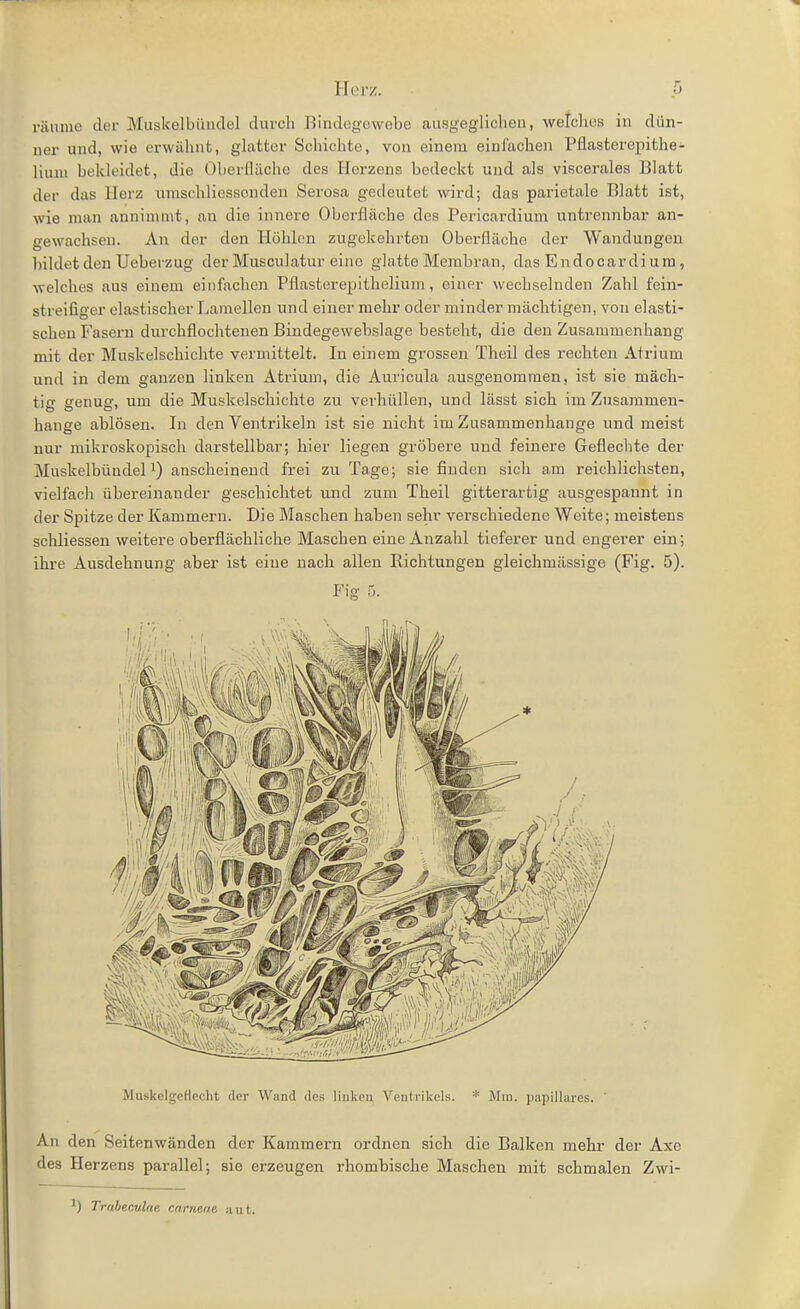 räume der Muskelbüiidel durch Bindegowebe ausgeglicheu, welches in dün- ner und, wie erwähnt, glatter Schichte, von einem einfachen Pflasterepithe- liuni bekleidet, die Oberfläche des Herzens bedeckt und als viscerales Blatt der das Herz nmschlicssonden Serosa gedeutet wird; das painetale Blatt ist, wie man annimmt, an die innere Oberfläche des Pericardium untrennbar an- gewachsen. An der den Höhlen zugekehrten Oberfläche der Wandungen bildet den Ueberzug der Musculatur eine glatte Membran, das Endocardiura, welches aus einem einfachen Pflasterepithelium, einer wechselnden Zahl fein- streifiger elastischer Lamellen und einer mehr oder minder mächtigen, von elasti- schen Fasern durchflochtenen Bindegewebslage besteht, die den Zusammenhang mit der Muskelschichte vermittelt. In einem grossen Theil des rechten Atrium und in dem ganzen linken Atrium, die Auricula ausgenommen, ist sie mäch- tig genug, um die Muskelschichte zu verhüllen, und lässt sich im Znsammen- hange ablösen. In den Ventrikeln ist sie nicht im Zusammenhange und meist nur mikroskopisch darstellbar; hier liegen gröbere und feinere Geflechte der Muskelbündel 1) anscheinend frei zu Tage; sie finden sich am reichlichsten, vielfach übereinander geschichtet und zum Theil gitterartig ausgespannt in der Spitze der Kammern. Die Maschen haben sehr vex'schiedene Weite; meistens schliessen weitere oberflächliche Maschen eine Anzahl tieferer und engerer ein; ihre Ausdehnung aber ist eine nach allen Richtungen gleichmässige (Fig. 5). Fig- n. An den Seitenwänden der Kammern ordnen sich die Balken mehr der Axe des Herzens parallel; sie erzeugen rhombische Maschen mit schmalen Zwi- ') Traheculae carneae juit.