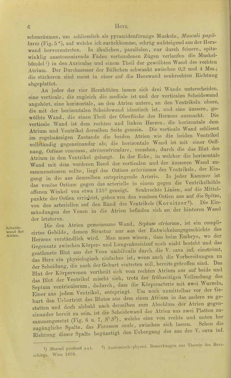 schenräumen, um schliesslich als pyramidenförmige Muskeln, Musculi papil- läres (Fig. 5 *), auf welche ich zurückkomme, schräg aufsteigend aus der Herz- wand hervorzutreten. In ähnlichen, parallelen, nur durch feinere, spitz- winklig anastomosirende Fäden verbundenen Zügen verlaufen die Muskel- bündel ') in den Auriculae und einem Theil der gewölbten Wand des rechten Atrium. Der Durchmesser der Bälkchen schwankt zwischen 0,2 und 4 Mm.; die stärkeren sind meist in einer auf die Herzwand senkrechten Richtung abgeplattet. An jeder der vier Herzhöhlen lassen sich drei Wände unterscheiden, eine verticale, die zugleich die mediale ist und der verticalen Scheidewand angehört, eine horizontale, an den Atrien untere, an den Ventrikeln obere, die mit der horizontalen Scheidewand identisch ist, und eine äussere, ge- wölbte Wand, die einen Theil der Oberfläche des Herzens ausmacht. Die verticale Wand ist dem rechten und linken Herzen, die horizontale dem Atrium und Ventrikel derselben Seite gemein. Die verticale Wand schliesst im regelmässigen Zustande die beiden Atrien wie die beiden Ventrikel vollständig gegeneinander ab; die horizontale Wand ist mit einer Oeff- nung, Ostiim venosum, atrioventriculare, versehen, durch die das Blut des Atrium in den Ventrikel gelangt. In der Ecke, in welcher die horizontale Wand mit dem vorderen Rand der verticalen und der äusseren Wand zu- sammenstossen sollte, liegi das Ostium arteriosum des Ventrikels, der Ein- gang in die aus demselben entspringende Arterie. In jeder Kammer ist das venöse Ostium gegen das arterielle in einem gegen die Ventrikelhöhle offenen Winkel von etwa 135 geneigt. Senkrechte Linien, auf die Mittel- punkte der Ostien erriolitet, gehen von den venösen Ostien aus auf die Spitze, von den arteriellen auf den Rand des Ventrikels (Kornitzer2). Die Ein- mündungen der Venen in die Atrien befinden sich an der hinteren Wand clöi* IgtztGi'611 • Die den Atrien gemeinsame Wand, Septum^ atriorum, ist ein compli- lamfd'er ^^^.^^^ Gebilde, dessen Structur nur aus der Entwickelungsgeschichte des Herzens verständlich wird. Man muss wissen, dass beim Embryo, wo der Gegensatz zwischen Körper- und Lungenkreislauf noch nicht besteht und das geathmete Blut aus der Vena umbilicalis durch die V. cava mf. einströmt, das Herz ein physiologisch einfaches ist, wenn auch die Vorbereitungen zu der Scheidung, die nach der Geburt eintreten soll, bereits getroffen sind. Das Blut der Körpervenen vertheilt sich vom rechten Atrium aus auf beide und das Blut der Ventrikel mischt sich, trotz der frühzeitigen Vollendung des Septum ventriculorum, dadurch, dass die Körperarterie mit zwei Wurzeln, Einer aus jedem Ventrikel, entspringt. Um noch unmittelbar vor der Ge- burt den Uebertritt des Blutes aus dem einen Atrium m das andere zu ge- statten und doch alsbald nach derselben zum Abschluss der Atrien gegen- einander bereit zu sein, ist die Scheidewand der Atnen aus zwei Platten zu- sammengesetzt (Fig. 6 u. 7, S^S^), welche eine von rechts und unten her zugängliche Spalte, das Foramen ovale, zwischen sich lassen. Schon die Stung dieser Spalte begünstigt den Uebergang des aus der V. cava mf. ^sculi pectinati aut. ^) A„nton,isch-pl-y'^iol. Bemerkungen zur Theorie des Herz- Schlags. Wien 1858. Atrien.