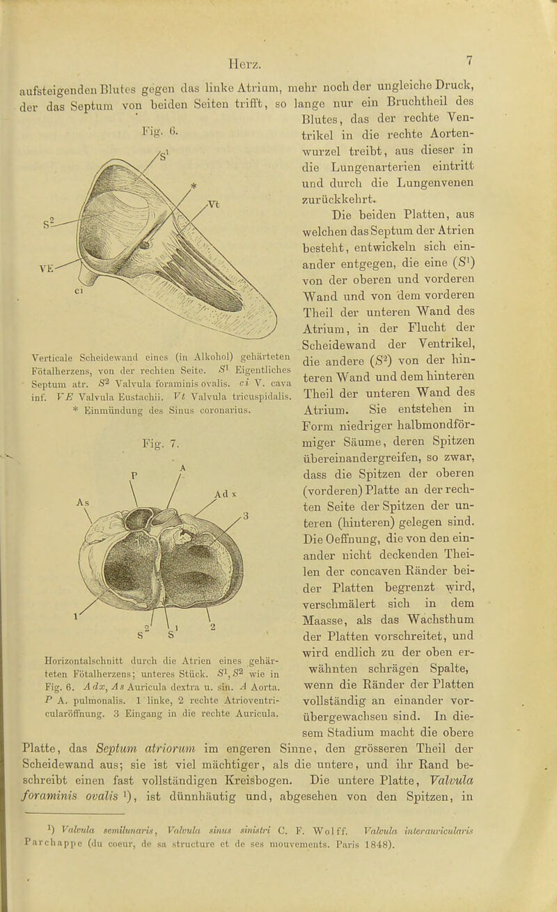 Verticale Scheidewand eines (in Alkohol) gehärteten Fötalherzens, von der rechten Seite. Eigentliches Scptum atr. Valvula foraminis ovalis. ci V. cava inf. VE Valvula Eustachii. * Einmündung des Vi Valvula tricuspi Sinus coronarius. laÜF Herz. 7 aufsteigenden Blutes gegen das linke Atrium, mehr noch der ungleiche Druck, der das Septum von beiden Seiten trifft, so lange nur ein Bruchtheil des Blutes, das der rechte Ven- Fi«- 6- trikel in die rechte Aorten- wurzel treibt, aus dieser in die Lungenarterien eintritt und durch die Lungenvenen zurückkehrt. Die beiden Platten, aus welchen das Septum der Atrien besteht, entwickeln sich ein- ander entgegen, die eine (S') von der oberen und vorderen Wand und von dem vorderen Theil der unteren Wand des Atrium, in der Flucht der Scheidewand der Ventrikel, die andere (S'O von der hin- teren Wand und dem hinteren Theil der unteren Wand des Atrium. Sie entstehen in Form niedriger halbmondför- miger Säume, deren Spitzen übereinandergreifen, so zwar, dass die Spitzen der oberen (vorderen) Platte an der rech- ten Seite der Spitzen der un- teren (hinteren) gelegen sind. Die Oeffnung, die von den ein- ander nicht deckenden Thei- len der concaven Ränder bei- der Platten begrenzt wird, verschmälert sich in dem Maasse, als das Wachsthum der Platten vorschreitet, und wird endlich zu der oben er- wähnten schrägen Spalte, wenn die Ränder der Platten vollständig an einander vor- übergewachseu sind. In die- sem Stadium macht die obere Platte, das Septum atriormi im engeren Sinne, den grösseren Theil der Scheidewand aus; sie ist viel mächtiger, als die untere, und ihr Rand be- schreibt einen fast vollständigen Kreisbogen. Die untere Platte, Valvula foraminis ovalis ^), ist dünnhäutig und, abgesehen von den Spitzen, in Fig. Horizontalschnitt durch die Atrien eines gehär- teten Fötalherzens; unteres Stück. Si,wie in Fig. 6. AdXj Auricula dextra u. siii. -A Aorta. P A. pulmonalis. 1 linke, 2 rechte Atrioventri- cularöffnung. 3 Eingang in die rechte Auricula. 1) Valvula sem,ilunarU, Valvula sinus sinislri C. F. Wolff. Valvula interauricularis Parchappc (du coeur, de sa structure et de ses mouvements. Paris 1848).