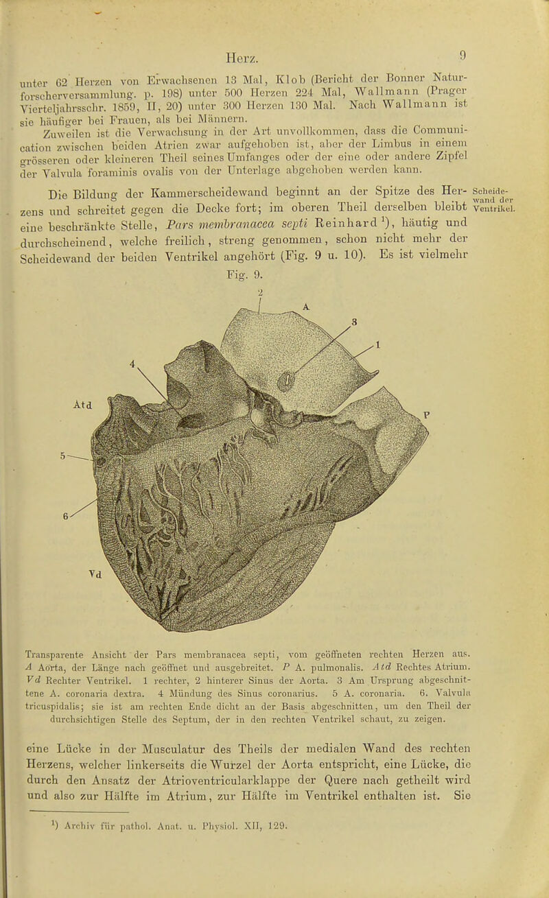 unter 62 Herzen von Erwachsenen 13 Mal, Kl ob (Bericht der Bonner Natur- forseherversammlung, p. 108) unter 500 Herzen 224 Mal, Wallmann (Präger Vierteljahrssclir. 1859, IT, 20) unter 300 Herzen 130 Mal. Nach VVallmann ist sie häüfig-er bei Frauen, als bei Männern. Zuweilen ist die Verwachsung in der Art unvollkommen, dass die Communi- cation zwischen beiden Atrien zwar aufgehoben ist, aber der Limbus in einem o-rösseren oder kleineren Theil seines ümfanges oder der eiue oder andere Zipfel der Valvula foraminis ovalis von der Unterlage abgehoben werden kann. Die Bilduiiir der Kamnierscheidewand beginnt an der Spitze des Her- Scheide- o , wund oor zens und schreitet gegen die Decke fort; im oberen Theil derselben bleibt veutrikei. eine beschränkte Stelle, Pars memhranacea septi Reinhard 0, häutig und durchscheinend, welche freilich, streng genommen, schon nicht mehr der Scheidewand der beiden Ventrikel angehört (Fig. 9 u. 10). Es ist vielmehr Fig. 9. Transparente Ansicht der Pars membranacea septi, vom geöffneten rechten Herzen aus. ^ Aorta, der Länge nach geöffnet und ausgebreitet. P A. pulmonalis. JÜd Rechtes Atrium. Vd Rechter Ventrikel. 1 rechter, 2 hinterer Sinus der Aorta. 3 Am Ursprung abgeschnit- tene A. coronaria dextra. 4 Mündung des Sinus coronarius. 5 A. coronaria. 6. Valvula tricuspidalis; sie ist am rechten Ende dicht an der Basis abgeschnitten, um den Theil der durchsichtigen Stelle des Septum, der in den rechten Ventrikel schaut, zu zeigen. eine Lücke in der Musculatur des Theils der medialen Wand des rechten Herzens, welcher linkerseits die Wurzel der Aorta entspricht, eine Lücke, die durch den Ansatz der Atrioventricularklappe der Quere nach getheilt wird und also zur Hälfte im Atrium, zur Hälfte im Ventrikel enthalten ist. Sie *) Archiv für pathol. Anat. u. l'hysiol. XII, 129.