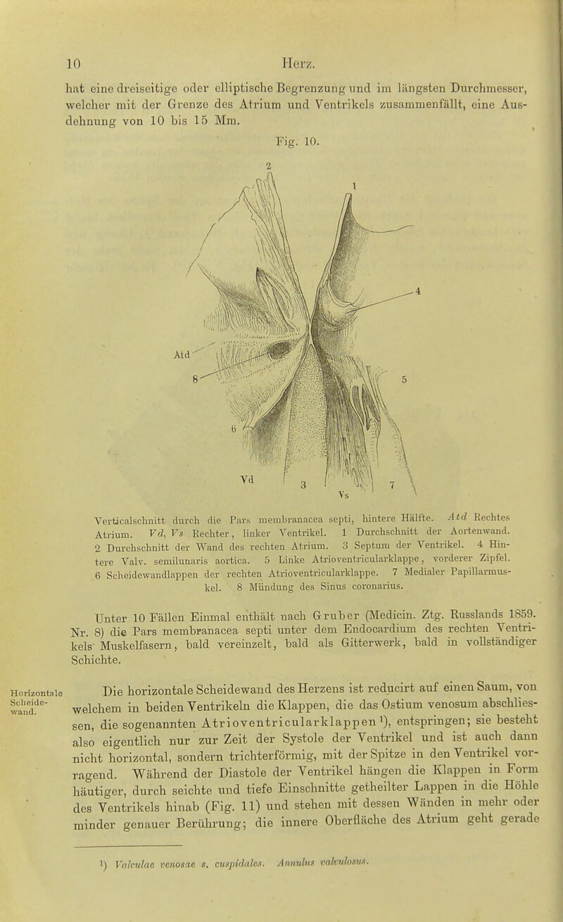 hat eine clreiseitigo oder elliptische Begrenzung und im längsten Durchmesser, welcher mit der Grenze des Atrium und Ventrikels zusammenfällt, eine Aus- dehnung von 10 bis 15 Mm. Fig. 10. Horizontale Scheide- ■wand. Verticalschnitt durcli die Pars raembranacea septi, liintere Hälfte. Atd Rechtes Atrium. Vd, Vs Rechter, linker Ventrikel. 1 Durchschnitt der Aortenwand. 2 Durchschnitt der Wand des rechten Atrium. 3 Septuui der Ventrikel. 4 Hin- tere Valv. semilunaris aortica. 5 Linke Atrioventricularldappe, vorderer Zipfel. 6 Scheidewandlappen der rechten Atrioventricularklappe. 7 Medialer Papillarmus- kel. 8 Mündung des Sinus coronarius. Unter 10 Fällen Einmal enthält nach Grub er (Medicin. Ztg. Russlauds 1859. Nr. 8) die Pars membranacea septi unter dem Endocardium des rechten Ventri- kels Muskelfasern, bald vereinzelt, bald als Gitterwerk, bald in vollständiger Schichte. Die horizontale Scheidewand des Herzens ist reducirt auf einen Saum, von welchem in beiden Ventrikeln die Klappen, die das Ostium venosum abschlies- sen, die sogenannten Atrioventricularklappenentspringen; sie besteht also eigentlich nur zur Zeit der Systole der Ventrikel und ist auch dann nicht horizontal, sondern trichterförmig, mit der Spitze in den Ventrikel vor- ragend. Während der Diastole der Ventrikel hängen die Klappen in Form häutiger, durch seichte und tiefe Einschnitte getheilter Lappen in die Höhle des Ventrikels hinab (Fig. 11) und stehen mit dessen Wänden in mehr oder minder genauer Berührung; die innere Oberfläche des Atrium geht gerade 1) Valvulae venosae s. cuspidales. Anmlus valvubsus.