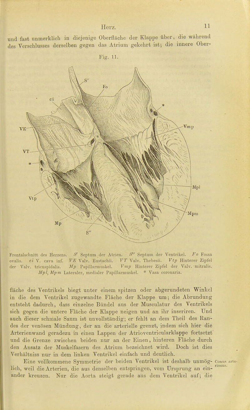 und fast unmerklich in diejenige Oberfläche der Klappe über, die während des Verschlusses derselben gegen das Atrium gekehrt ist; die innere Ober- Fig. 11. Frontalschnitt des Herzens. S' Septum der Atrien. S Septum der Ventril<el. Fo Fossa ovalis. et V. Cava inf. VE Valv. Eustachii. VT Valv. Tliebesii. Vtp Hinterer Zipfel der Valv. tricuspidalis. Mp Papillarrauskel. Vmp Hinterer Zipfel der Valv. mitralis. Mpl^ Mpm Lateraler, medialer Papillarmuskel. * Vasa coi'onaria. fläche des Ventrikels biegt unter einem spitzen oder abgerundeten Winkel in die dem Ventrikel zugewandte Fläche der Klappe um; die Abrundung entsteht dadurch, dass einzelne Bündel aus der Musculatur des Ventrikels sich gegen die untere Fläche der Klappe neigen und an ihr inseriren. Und auch dieser schmale Saum ist unvollständig; er fehlt an dem Theil des Ran- des der venösen Mündung, der an die arterielle grenzt, indem sich Her die Arterienwand geradezu in einen Lappen der Atrioventricularklappe fortsetzt und die Grenze zwischen beiden nur an der Einen, hinteren Fläche durch den Ansatz der Muskelfasern des Atrium bezeichnet wird. Docb ist dies Verhältniss nur in dem linken Ventrikel einfach und deutlich. Eine vollkommene Symmetrie der beiden Ventrikel ist deshalb unmög- Conus arto- lich, weil die Arterien, die aus denselben entspringen, vom Ursprung an ein- ander kreuzen. Nur die Aorta steigt gerade aus dem Ventrikel auf; die