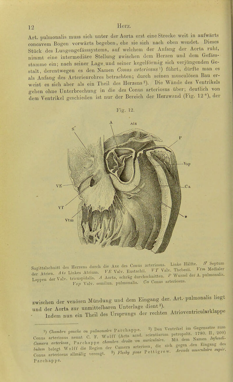Art. pulmonalis iiniss sich unter der Aorta erst eine Strecke weit in aufwärts concavem Bogen vorwärts begeben, ehe sie sich nach oben wendet. Dieses Stück des Lungengefässsysteras, auf welchem der Anfa,ng der Aorta ruht, nimmt eine intermediäre Stellung zwischen dorn Herzen und dem Gefäss- stamme ein; nach seiner Lage.und seiner kegelförmig sich verjüngenden Ge- stalt, derentwegen es den Namen Conus arterio&us^) führt, dürfte man es als Anfang des Arterienrohres betrachten; durch seinen niusculösen Bau er- weist es sich aber als ein Theil des Herzens'^). Die Wände des Ventrikels gehen ohne Unterbrechung in die des Conus arteriosus über; deutlich von dem Ventrikel geschieden ist nur der Bereich der Herzwand (Fig. 12*), der Fig. 12. tJTLY^^JS^- A Aorta, scl..g du.cl.d.nme„. P Wu.e, der A. pul.onn,.. Lappen Vsp\r■^^^r. semilun. pulmonalis. Ca Conus artenosus. zwischen der venösen Mündung und dem Eingang der. Art.-pulmonalis liegt und der Aorta zur unmittelbaren Unterlage dient 3). „ Indem nun ein Theil des Ursprungs der rechten Atnoventncularklappe 1) Chan.br. ,jancl. ou pul^aoncire Pavchappe. ^) Den Ventrikel in, Gegen.a..o ^.u.n \ ■ , n v Wnlff fActa acad. srientiarum petropolit. \<S0. U, zm) Conu. arter,osus nennt C. K W' (^^.'^^^/r„„ aMire. Mit de.B Namen Infvuäi- i>ulun. belegt Wolff die R^^-/-3C--  ^n^ew ^ ^a.e ,n,.a,Mre ^u,c,: Conus artenosus allmälig verengt. 3) Heslnj pons 1 cttlgle^^. Parchappe.