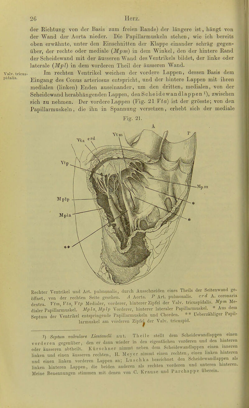 Valv. tricus- pidalis. der Richtung von der Basis zum freien Rande) der längere ist , hängt von der Wand der Aorta nieder. Die Papillarmuskeln stehen, wie ich bereits oben erwähnte, unter den Einschnitten der Klappe einander schräg gegen- über, der rechte oder mediale (Mpm) in dem Winkel, den der hintere Rand der Scheidewand mit der äusseren Wand des Ventrikels bildet, der linke oder laterale (3IpT) in dem vorderen Theil der äusseren Wand. Im rechten Yentrikel weichen der vordere Lappen, dessen Basis dem Eingang des Conus arteriosus entspricht, und der hintere Lappen mit ihren medialen (linken) Enden auseinander, um den dritten, medialen, von der Scheidewand herabhängenden Lappen, den Scheidewandlappen i), zwischen sich zu nehmen. Der vordere Lappen (Fig. 21 Vta) ist der grösste; von den Papillarmuskeln, die ihn in Spannung versetzen, erhebt sich der mediale Fig. 21. 1 Mpm Rechter Ventrikel und Art. pulmonalis, durch Ausschneiden eines Theils der Seitenwand ge- öffnet, von der rechten Seite gesehen. A Aorta. P Art. pulmonalis. crd A. coronaria dextra. Vtin, Via, Vtp Medialer, vorderer, hinterer Zipfel der Valv. tricuspidalis. Mpm Me- dialer Papillarmuskel. Mpla^Mplp Vorderer, hinterer lateraler Papillarmuskel. * Aus dem Septum der Ventrikel entspringende Papillarmuskeln und Chorden. ** Ueberzähliger Papil- larmuskel am vorderen Zipfe^ der Valv. tricuspid. 1) Septum. valvuläre Lieuiaudii aut. Thoile stellt dem Scheidewandlapßcn einen vorderen gegenüber, den er dann wieder in den eigentlichen vorderen und den hinteren oder äusseren abtheilt. Kürschner nimmt neben dem Schcidewandlappen einen inneren linken und einen äusseren rechten, H. Meyer nimmt einen rechten, einen linken hinteren und einen linken vorderen Lappen an; Luschka bezeichnet den Schcidewandlappen als linken hinteren Lappen, die beiden anderen als rechten vorderen und unteren hinteren. Meine Benennungen stimmen mit denen von C. Krause und Parchappc uberem.