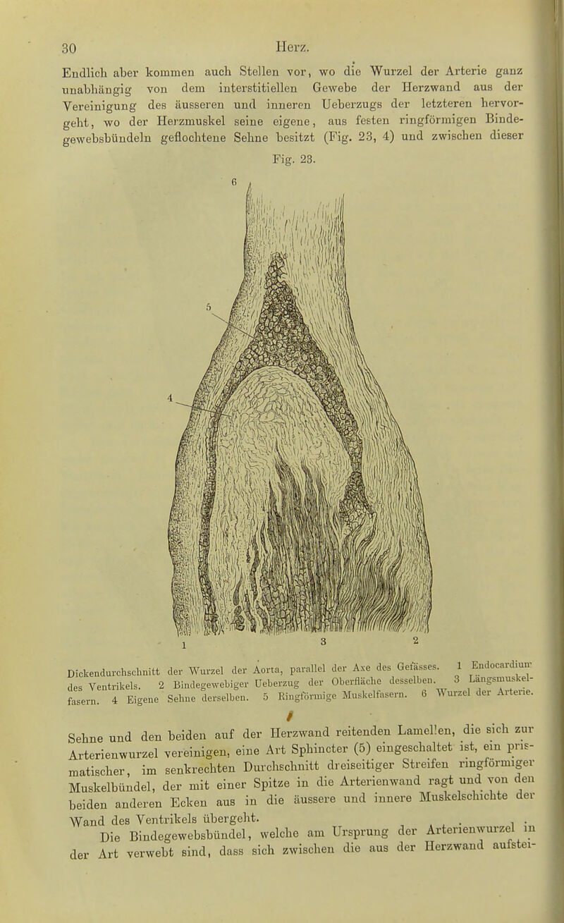 Endlich aber kommen auch Stellen vor, wo die Wurzel der Arterie ganz unabhängig von dem interstitiellen Gewebe der Herzwand aus der Vereinigung des äusseren und inneren Ueberzugs der letzteren hervor- geht, wo der Herzmuskel seine eigene, aus festen ringförmigen Binde- gewebsbündeln geflochtene Sehne besitzt (Fig. 23, 4) und zwischen dieser Fig. 23. II ''1 (Ii Dickendurchsclinitt der Wurzel der Aortn, parallel der Axe des Gelasses. 1 Endocaid uu des Ventrikels. 2 Bindegewebiger Ueberzug der Oberfläche desselben. 3 Langsnmskel- fosern. 4 Eigene Sehne derselben. 5 Ringförmige Muskelfosern. 6 Wurzel der Artene. / Sehne und den beiden auf der Herzwand reitenden Lamel'.en, die sich zur Arterienwurzel vereinigen, eine Art Sphincter (5) eingeschaltet ist, ein pris- matischer, im senkrechten Durchschnitt dreiseitiger Streifen ringförmiger Muskelbündel, der mit einer Spitze in die Arterienwand ragt und von den beiden anderen Ecken aus in die äussere und innere Muskelschichte der Wand des Ventrikels übergeht. Die Bindegewebsbündel, welche am Ursprung der Artenenwurzel m der Art verwebt sind, dass sich zwischen die aus der Herzwand aufstei-