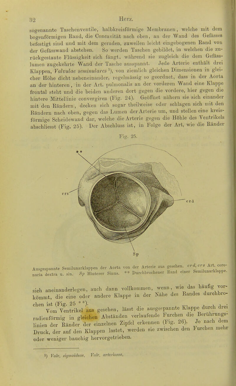 Hcvz. sogenannte Taschenventile, halbki eisföi'raige Membranen, welche mit dem bogenförmigen Hand, die Concavität nach oben, an der Wand des Gefässes befestigt sind und mit dem geraden, zuweilen leicht eingebogenen Rand von der Gefässwand abstehen. So werden Taschen gebildet, in welchen die zu- rückgestaute Flüssigkeit sich fängt, während sie zugleich die dem Gefäss- lumen zugekehrte Wand der Tasche ausspannt. Jede Arterie enthält drei Klappen, Valvulae seminulares von ziemlich gleichen Dimensionen in glei- cher Höhe dicht nebeneinander, regelmässig so geordnet, dass in der Aorta an der hinteren, in der Art. pulmonalis an der vorderen Wand eine Klappe frontal steht und die beiden anderen dort gegen die vordere, hier gegen die hintere Mittellinie convergiren (Fig. 24). Geöffnet nähern sie sich einander mit den liändern, decken sich sogar theilweise oder schlagen sich mit den Rändern nach oben, gegen das Lumen der Arterie um, und stellen eine kreis- förmige Scheidewand dar, welche die Arterie gegen die Höhle des Ventrikels abschliesst (Fig. 25). Der Abschluss ist, in Folge der Art, wie die Ränder Fio;. 25. crd Ausgespannte Semilunarklappen der Aorta von der Arterie aus gesehen crd crs Art co™- naria dextra u. sin. Sp Hinterer Sinus. Durcl>brochener Band e.ner Seniüuna:klappe. sich aneinanderlegen, auch dann vollkommen, wenn, wie da^s häufig vor- kömmt, die eine oder andere Klappe in der Nähe des Randes durchbro- Vom^vtntrikel aus gesehen, lässt die ausgespannte Klappe durch drei radienförmig in gleichen Abständen verlaufende Furchen die Berührungs- linien der länder der einzelnen Zipfel erkennen (F.g. 2 ). Je nach dem Druck, der auf den Klappen lastet, werden sie zwischen den Furchen mehi oder weniger bauchig hervorgetrieben. 1) Valv. dymoideae. Vnlr. nrlerlosne.