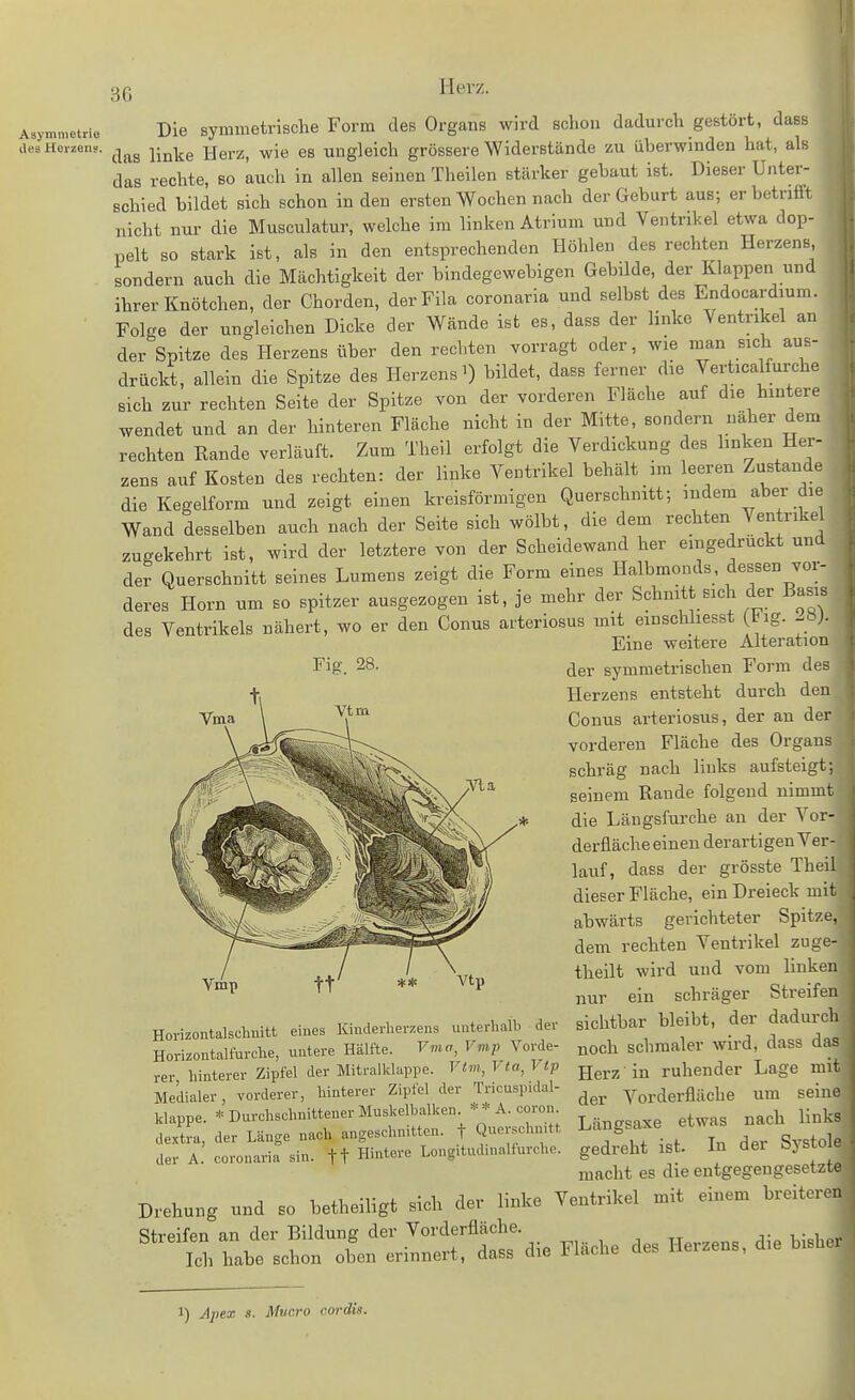 Aaymnietrio lies Herzen?. Die symmetrische Form des Organs wird schon dadurch gestört, dass das linke Herz, wie es ungleich grössere Widerstände zu überwinden hat, als das rechte, so auch in allen seinen Theilen stärker gebaut ist. Dieser Unter- schied bildet sich schon in den ersten Wochen nach der Geburt aus; erbetnttt nicht nur die Musculatur, welche im linken Atrium und Ventrikel etwa dop- pelt so stark ist, als in den entsprechenden Höhlen des rechten Herzens sondern auch die Mächtigkeit der bindegewebigen Gebilde, der Klappen und ihrer Knötchen, der Chorden, derFila coronaria und selbst des Endocardium. Folge der ungleichen Dicke der Wände ist es, dass der linke Ventrikel an der Spitze des Herzens über den rechten vorragt oder, wie man sich aus- drückt, allein die Spitze des Herzens ^ bildet, dass ferner die Verticalfurche sich zur rechten Seite der Spitze von der vorderen Fläche auf die hintere wendet und an der hinteren Fläche nicht in der Mitte, sondern näher dem rechten Rande verläuft. Zum Theil erfolgt die Verdickung des linken Her- zens auf Kosten des rechten: der linke Ventrikel behält im leeren Zustande die Kegelform und zeigt einen kreisförmigen Querschnitt; indem aber die Wand desselben auch nach der Seite sich wölbt, die dem rechten Ventrike zugekehrt ist, wird der letztere von der Scheidewand her eingedruckt und der Querschnitt seines Lumens zeigt die Form eines Halbmonds, dessen vor- deres Horn um so spitzer ausgezogen ist, je mehr der Schnitt sich der Basis des Ventrikels nähert, wo er den Conus arteriosus mit emschliesst Fig. -bj. Fig. 28. Vtm Hoi-izontalschnitt eines Kinderherzens unterhalb der Horizontalfurche, untere Hälfte. Vma, Vmp Vorde- rer hinterer Zipfel der Mitralklappe. Vlm, Vta, V tp Medialer, vorderer, hinterer Zipfel der Tricuspidal- klappe. * Durchschnittener Muskelbalken. * * A. coron. Eine weitere Alteration der symmetrischen Form des Herzens entsteht durch den Conus arteriosus, der an der vorderen Fläche des Orgaus schräg nach links aufsteigt; seinem Rande folgend nimmt die Längsfurche au der Vor- derüäche einen derartigen Ver- lauf, dass der grösste Theil dieser Fläche, ein Dreieck mit abwärts gerichteter Spitze, dem rechten Ventrikel zuge- theilt wird und vom linken nur ein schräger Streifen sichtbar bleibt, der dadurch noch schmaler wird, dass das Herz in ruhender Lage mit der Vorderfläche um seine klappe. * Durchschnittener Muskelbalken^ -Ä. coron ^ nach links dextra, der Länge nach angeschnitten, f Querschmtt ^^''S^^^^^ J^ g der A. coronaria sin. ft Hintere Longitudinalturche. gedreht ist. In der bysto e macht es die entgegengesetzte Drehung und so betheiligt sich der linke Ventrikel mit einem breiteren Streifen an der Bildung der Vorderfläche. ■,• i • i „ Idi habe schon oben erinnert, dass die Fläche des Herzens, die bisher 1) Apex s. Mucro cordis.