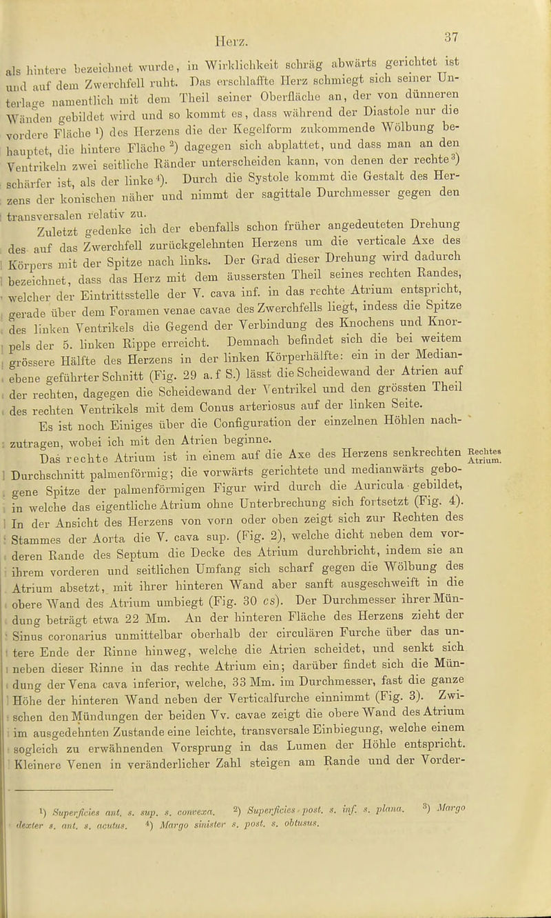 alslimtere bezeichnet wurde, in Wirklichkeit schräg abwärts gerichtet ist und auf dem Zwerchfell ruht. Das erschlafl'te Herz schmiegt sich seiner Un- terkn-e namentlich mit dem Theil seiner Oberfläche an, der von dünneren Wänden gebildet wird und so kommt es, dass während der Diastole nur die vordere Fläche i) des Herzens die der Kegelform zukommende Wölbung be- hauptet, die hintere Fläche 2) dagegen sich abplattet, und dass man an den Ventrikeln zwei seitliche Ränder unterscheiden kann, von denen der rechte 3) . schärfer ist, als der linke 0- ü^rch die Systole kommt die Gestalt des Her- . zens der konischen näher und nimmt der sagittale Durchmesser gegen den ; transversalen relativ zu. , , , Zuletzt gedenke ich der ebenfalls schon früher angedeuteten Drehung des auf das Zwerchfell zurückgelehnten Herzens um die verticale Axe des ' Körpers mit der Spitze nach links. Der Grad dieser Drehung wird dadurch 1 bezeichnet, dass das Herz mit dem äussersten Theil seines rechten Randes, . welcher der Eintrittsstelle der V. cava inf. in das rechte Atrium entspricht, . gerade über dem Foramen venae cavae des Zwerchfells liegt, mdess die Spitze ' des linken Ventrikels die Gegend der Verbindung des Knochens und Knor- , pels der 5. linken Rippe erreicht. Demnach befindet sich die bei weitem ' grössere Hälfte des Herzens in der linken Körperhälfte: ein m der Median- , ebene geführter Schnitt (Fig. 29 a.f S.) lässt die Scheidewand der Atrien auf . der rechten, dagegen die Scheidewand der Ventrikel und den grössten Theil des rechten Ventrikels mit dem Conus arteriosus auf der linken Seite. Es ist noch Eiuiges über die Configuration der einzelnen Höhlen nach-  . zutragen, wobei ich mit den Atrien beginne. Das rechte Atrium ist in einem auf die Axe des Herzens senkrechten Eechtes 1 Durchschnitt palmenförmig; die vorwärts gerichtete und medianwarts gebo- . gene Spitze der palmenförmigen Figur wird durch die Auricula ■ gebildet, 1 in welche das eigentliche Atrium ohne Unterbrechung sich fortsetzt (Fig. 4). 1 In der Ansicht des Herzens von vorn oder oben zeigt sich zui- Rechten des : Stammes der Aorta die V. cava sup. (Fig. 2), welche dicht neben dem vor- , deren Rande des Septum die Decke des Atrium durchbricht, indem sie an i ihrem vorderen und seitlichen Umfang sich scharf gegen die Wölbung des Atrium absetzt, mit ihrer hinteren Wand aber sanft ausgeschweift in die obere Wand des Atrium umbiegt (Fig. 30 es). Der Durchmesser ihrer Mün- dung beträgt etwa 22 Mm. An der hinteren Fläche des Herzens zieht der . Sinus coronarius unmittelbar oberhalb der circulären Furche über das un- I tere Ende der Rinne hinweg, welche die Atrien scheidet, und senkt sich I neben dieser Rinne in das rechte Atrium ein; darüber findet sich die Mün- I dung der Vena cava inferior, welche, 33 Mm. im Durchmesser, fast die ganze ! Höhe der hinteren Wand neben der Verticalfurche einnimmt (Fig. 3). Zwi- : sehen den Mündungen der beiden Vv. cavae zeigt die obere Wand des Atrium 1 im ausgedehnten Zustande eine leichte, transversale Einbiegung, welche einem sogleich zu erwähnenden Vorsprung in das Lumen der Höhle entspricht. Kleinere Venen in veränderlicher Zahl steigen am Rande und der Vorder- l) Supeiftciei, mit. s. xup. s. convexn. 2) Superficies ■ posl. «. inf. .t. pt dexter t. ml. s. acutus. *) Margo shmtar post. s. obtusun. •'*) Margo