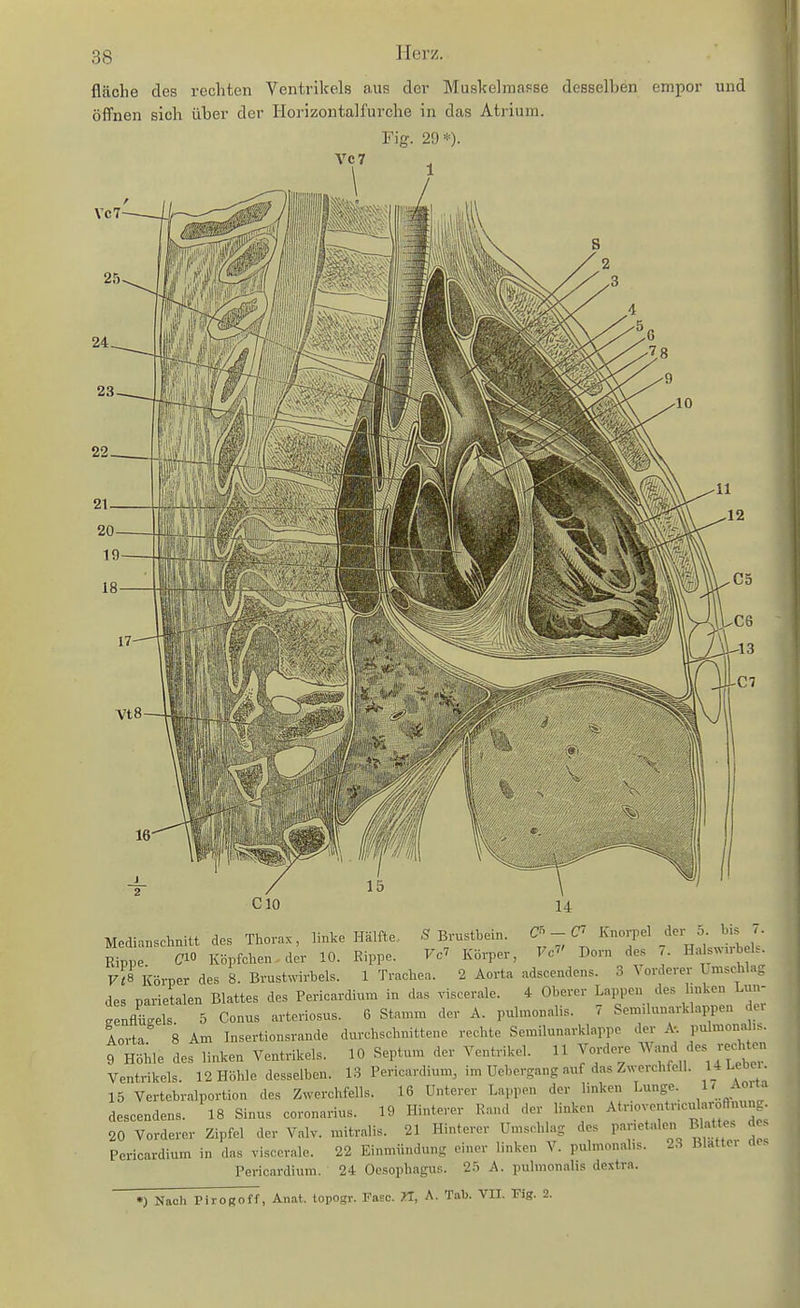 fläche des rechten Ventrikels aus der MusltelraaFse desselben empor und öffnen sich über der Horizontalfurche in das Atrium. Fig. 20*). VC 7 Medianschnitt des Thorax, linke Hälfte., S Brustbein. Rippe (710 KBpfchen.der 10. Rippe. Fc^ Körper, Vc Dorn des Eas.M. Fi8 Körper des 8. Brustmrbels. 1 Trachea. 2 Aorta adscendens. 3 \ orderer Lmschlag des parietalen Blattes des Pericardium in das viscerale. 4 Oberer Lappen des linken Lun- genflügels. 5 Conus arteriosus. 6 Stamm der A. pulmonalis. 7 Semilunarklappen dei Aorta 8 Am Insertionsrande durchschnittene rechte Scmilunarklappe der A. pulmonal.s. 9 Höhle des linken Ventrikels. 10 Septum der Ventrikel. 11 Vordere ^a^d des achten Ventrikels. 12 Höhle desselben. 13 Pericardium, im Uebergang auf das Zwerchfell, l-tl^ebei. 15 Vertebralportion des Zwerchfells. 16 Unterer Lappen der linken Lunge. 1' A»'^''' descendens. 18 Sinus coronarius. 19 Hinterer Rand der linken Atrioventncu^aroflnung 20 Vorderer Zipfel der Valv. mitralis. 21 Hinterer Umschlag des P^netalen Blattes de Pericardium in das viscerale. 22 Einmündung einer linken V. pulmonales. 2,S Blattei Pericardium. 24 Oesophagus. 25 A. pulmonalis dextra. •) Nach PiroRoff, Anat. topogr. Fase. ZT, A- Tab. VIT. Fig. 2.