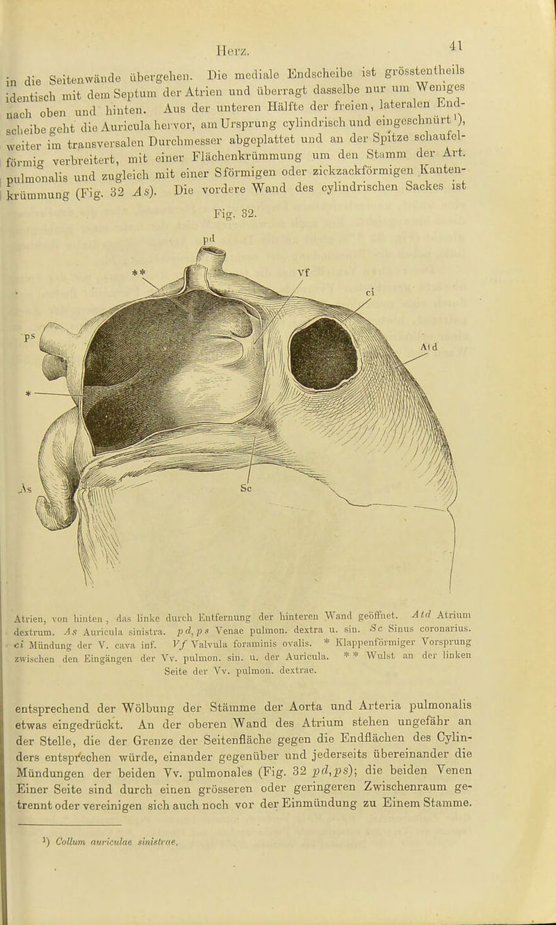 Hei'z. in die Seitenwäude übergehen. Die mediale Endscheibe ist grosstenlheüs identisch mit dem Septum der Atrien und überragt dasselbe nur um Wernges nach oben und hinten. Aus der unteren Hälfte der freien, lateralen End- sclieibegeht die Auricula hervor, am Ursprung cylindrisch und eingeschnürt ), weiter im transversalen Durchmesser abgeplattet und an der Spitze schautel- förmio- verbreitert, mit einer Flächenkrümmung um den Stamm der Art. pulmonalis und zugleich mit einer S förmigen oder zickzackförmigen Kanten- krümmung (Fig. 32 As). Die vordere Wand des cyhndrischen Sackes ist Fis. 32. Atrien, von Iiiuten, das linke (Uuxh Entfernung der hintereu Wand geöffnet. Aid Atrium dextrum. As Auricula sinistra. l>d,ps Venae pulmon. dextra u. sin. Sc Sinus coronarius. ci Mündung der V. cava inf. Vf Valvula foraminis ovalis. * Klapiientormiger Vorsprung zwischen den Eingängen der Vv. pulmon. sin. u. der Auricula. * * AVulst an der linken Seite der Vv. pulmon. dextrae. entsprechend der Wölbung der Stämme der Aorta und Arteria pulmonalis etwas eingedrückt. An der oberen Wand des Atrium stehen ungefähr an der Stelle, die der Grenze der Seitenfläche gegen die Endflächen des Cylin- ders entspi'echen würde, einander gegenüber und jederseits übereinander die Mündungen der beiden Vv. pulmonales (Fig. 32 pd,ps); die beiden Venen Einer Seite sind durch einen grösseren oder geringeren Zwischenraum ge- trennt oder vereinigen sich auch noch vor der Einmündung zu Einem Stamme. ') Collum aurictdne sinUlme.