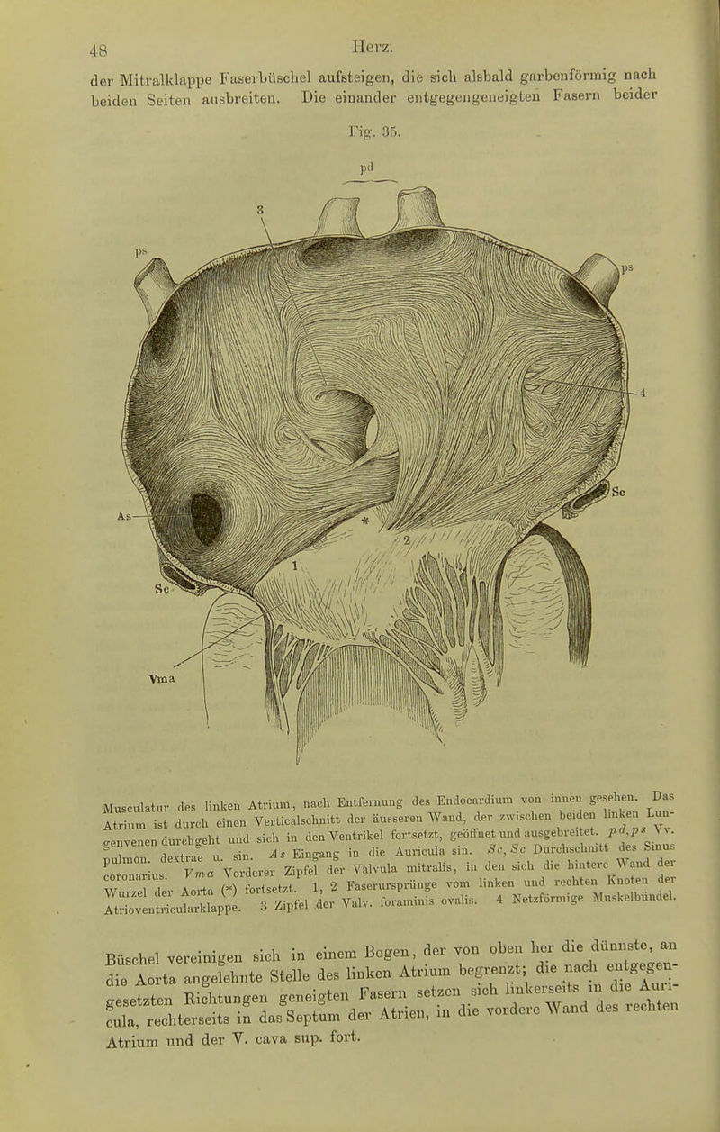 der Mitralklappe FaserLüscliel aufsteigen, die sieb alsbald garbenförmig nacb beiden Seiten ausbreiten. Die einander entgegengeneigten Fasern beider Fig. 35. pd Musculatur des linken Atrium, nach Entfernung des Endocardium von .nneu gesehen. Das itTn. ist durch einen Verticalsclanitt der äusseren Wand, der zwischen be.den hnken Lun- tnvenen durchgeht und sich in den Ventrikel fortsetzt, geöffnet .u.d ausgebreitet p<^,;.. Vv. genvenenümcn ^^^.^^^^ ^ Durchschnitt des Sinus -u V lrer zfpf^ l- Valvula Mitralis, in den sich die hintere Wand der WuTze der Aorta (*) fortsetzt. 1, 2 Faserursprünge vom linken und -chten Knoten de rtrtovtntLlrklappe. 3 Zipfel .der Valv. fovaminis ovalis. 4 Netzförmige Muskelbundel. Büschel vereinigen sich in einem Bogen, der von oben her die dünnste, an dfe A ta angefehnte Stelle des linken Atrium begrenzt; d:e nach entgegen- aie Aortd da ö linkerseits m die Auri- gesetzten Kiehtungen S^^*^^^ ^^^^f ^^^^^ ^i, ,,,aere Wand des rechten cula, rechterseits in dasSeptum der Atiien, in oio Atrium und der V. cava sup. fort.