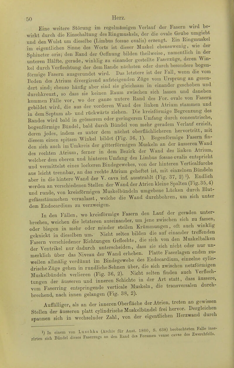 Eine weitere Störung im regelmässigen Verlauf der Fasern wird be- wirkt durch die Einschaltung des Kingmuskels, der die ovale Grube umgiebt und den Wulst um dieselbe (Limbus fossae ovalis) erzeugt. Ein Kingmuskel im eigentlichen Sinne des Worts ist dieser Muskel ebensowenig, wie der Sphincter oris; den Rand der Oeffnung bilden theilweise, namentlich in der unteren Hälfte, gerade, winklig zu einander gestellte Faserzüge, deren Win- kel durch Verflechtung der dem Räude nächsten oder durch besondere bogen- förmige Fasern ausgerundet wird. Das letztere ist der Fall, wenn die vom Boden des Atrium divergirend aufsteigenden Züge vom Ursprung an geson- dert sind; ebenso häufig aber sind sie gleichsam in einander geschoben und durchkreuzt, so dass sie keinen Raum zwischen sich lassen und daneben kommen Fälle vor, wo der ganze untere Rand des For. ovale von Fasern gebildet wird, die aus der vorderen Wand des linken Atrium stammen und in dem Septum ab- und rückwärts ziehen. Die kreisförmige Begrenzung des Randes wird bald in grösserem oder geringerem Umfang durch concentrische, bogenförmige Bündel, bald durch Bändel von mehr geradem Verlauf erzielt, deren jedes indem es unter dem nächst oberflächlicheren hervortritt, mit diesem einen spitzen Winkel bildet (Fig. 36, 1). Bogenförmige Fasern fin- den sich auch im Umkreis der gitterförmigen Muskeln an der äusseren A¥and des rechten Atrium, ferner in dem Bezirk der Wand des linken Atrium, welcher dem oberen und hinteren Umfang des Limbus fossae ovalis entspricht und vermittelst eines lockeren Bindegewebes, von der hinteren Verticalfurche aus leicht trennbar, an das rechte Atrium geheftet ist, mit einzelnen Bündeln aber in die hintere Wand der V. cava inf. ausstrahlt (Fig. 37, 2) i). Endhch werden an verschiedenen Stellen der Wand der Atrien kleine Spalten (Fig. 85,4) und runde, von kreisförmigen Muskelbündeln umgebene Lücken durch Blut- gefässstämmchen veranlasst, welche die Wand durchbohren, um sich unter dem Endocardium zu verzweigen. In den Fällen, wo faeisförmige Fasern den Lauf der geraden unter- brechen, weichen die letzteren auseinander, um jene zwischen sich zu fassen, oder biegen in mehr oder minder steilen Krümmungen, oft auch wmkhg geknickt in dieselben um. Nicht selten bilden die auf einander treffenden Fasern verschiedener Richtungen Geflechte, die sich von den Muskelbalken der Ventrikel nur dadurch unterscheiden, dass sie sich nicht oder nur un- merklich über das Niveau der Wand erheben. Platte Faserlagen enden zu- weilen allmälig verdünnt im Bindegewebe des Endocardium, einzelne cylin- drischeZüge gehen in rundliche Sehnen über, die sich zwischen netzforni.gen Muskelbündeln verlieren (Fig. 36, 2). Nicht selten finden auch Verflech- tungen der äusseren und inneren Schichte in der Art statt, dass äussere, vom Faserring entspringende verticale Muskeln, die transversalen durch- brechend, nach innen gelangen (Fig. 38, 2). Auffälliger, als an der inneren Oberfläche der Atrien, treten an gewissen Stellen der äusseren platt cylindrische Muskelbündel frei hervor. Dergleichen spannen sich in wechselnder Zahl, von der eigentlichen Herzwand durch 'T^^^^^^, Luschka (Archiv für Anat. 1860, S. 638) beobachteten Falle inse- rirten ih Mndcl dieses Faserzugs an den Rand des Foramen venae cavae des Zwerchfell..