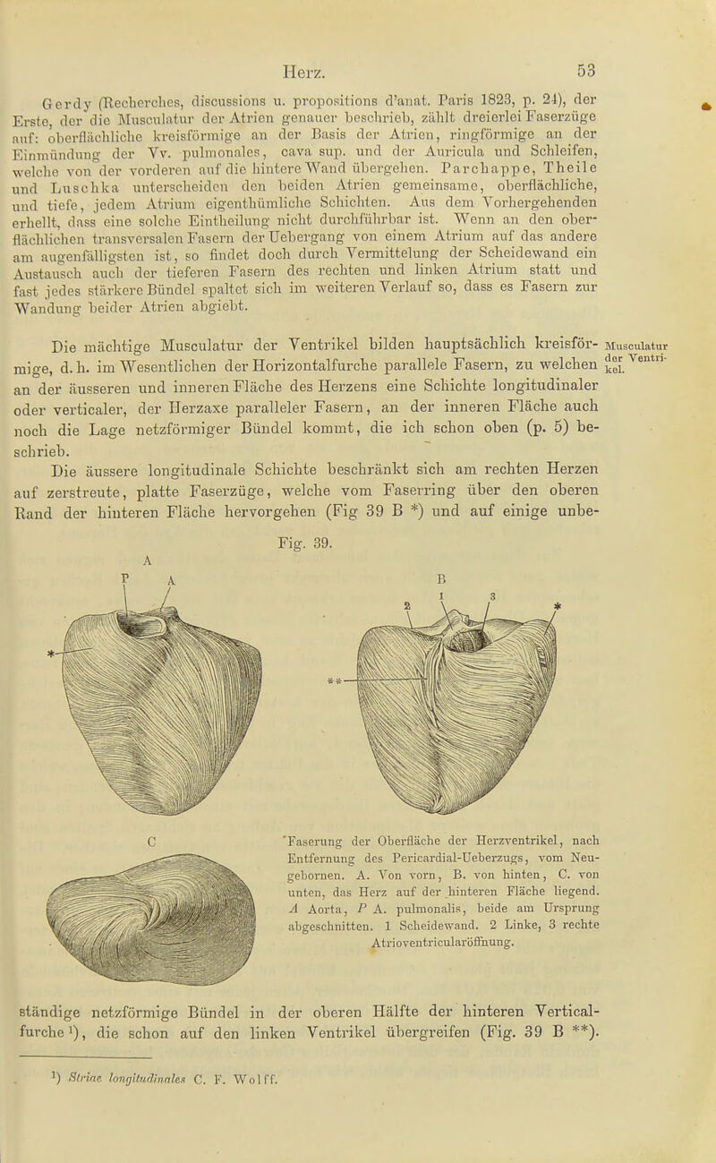 Gerdy (Recherclies, discussions n. propositions d'anat. Paris 1823, p. 24), der Erste der die Miisenlatur der Atrien genauer beschrieb, zählt dreierlei Faserzüge auf: oberflächliche kreisförmige an der Basis der Atrien, ringförmige an der Einmündung der Vv. pulmonales, cava sup. und der Auricula und Schleifen, welche von der vorderen auf die hintere Wand übergehen. Parchappe, Theile und Luschka unterscheiden den beiden Atrien gemeinsame, oberflächliche, und tiefe, jedem Atrium eigenthümliche Schichten. Aus dem Vorhergehenden erhellt, dass eine solche Eintheilung nicht durchführbar ist. Wenn an den ober- flächlichen transversalen Fasern der üebergang von einem Atrium auf das andere am augenfälligsten ist, so findet doch durch Vermittelung der Scheidewand ein Austausch auch der tieferen Fasern des rechten und linken Atrium statt und fast jedes stärkere Bündel spaltet sich im weiteren Verlauf so, dass es Fasern zur Wandung beider Atrien abgiebt. Die mächtige Musculatur der Ventrikel bilden hauptsächlich kreisför- Muscuiatur mige, d.h. im Wesentlichen der Horizontalfurche parallele Fasern, zu welchen ^ei. an der äusseren und inneren Fläche des Herzens eine Schichte longitudinaler oder verticaler, der Ilerzaxe paralleler Fasern, an der inneren Fläche auch noch die Lage netzförmiger Bündel kommt, die ich schon oben (p. 5) be- schrieb. Die äussere longitudinale Schichte beschränkt sich am rechten Herzen auf zerstreute, platte Faserzüge, welche vom Faserring über den oberen Hand der hinteren Fläclie hervorgehen (Fig 39 B *) und auf einige unbe- Fig. 39. Faserung der Oberfläche dei- Herzventrikel, nach Entfernung des Pericardial-Ueberzugs, vom Neu- gebornen. A. A'^on vorn, B. von hinten, C. von unten, das Herz auf der hinteren Fläche liegend. A Aoi-ta, P A. pulraonalis, beide am Ursprung abgeschnitten. 1 Scheidewand. 2 Linke, 3 rechte Atrioventricularöffiiung. ständige netzförmige Bündel in der oberen flälfte der hinteren Vertical- furchei), die schon auf den linken Ventrikel übergreifen (Fig. 39 B **). ') Strinc longiludinakif C. F. Wo] ff.