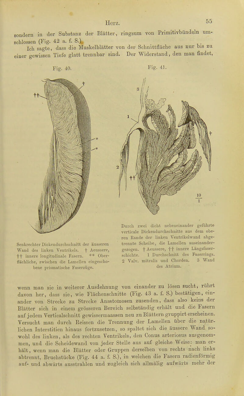 sondern in der Substanz der Blätter, ringsum von Primitivbilndeln um- schlossen (Fig. 42 a. f. S.X Ich sagte, dass die Muskelblätter von der Schnittfläche aus nur bis zu einer gewissen Tiefe glatt trennbar sind. Der Widerstand, den man findet, Fig. 40. ff innere longitudinale Fasern. ** Ober- flacUiche, zwischen die Lamellen eingescho- bene prismatische Faserziige. Fig. 41. Durch zwei dicht nebeneinander geführte verticale Dickendurchschnitte aus dem obe- ren Rande der linken Ventrikelwand abge- trennte Scheibe, die Lamellen auseinander- gezogen, f Aeussere, ff innere Längsfaser- schichte. 1 Durchschnitt des Faserrings. 2 Valv. mitralis und Chorden. 3 Wand des Atrium. wenn man sie in weiterer Ausdehnung von einander zu lösen sucht, rührt davon her, dass sie, wie Flächenschnitte (Fig. 43 a. f. S.) bestätigen, ein- ander von Strecke zu Strecke Anastomosen zusenden, dass also keins der Blätter sich in einem grösseren Bereich selbständig erhält und die Fasern auf jedem Verticalschnitt gewissermaassen neu zu Blättern gruppirt erscheinen. Versucht man durch Reissen die Trennung der Lamellen über die natür- lichen Interstitien hinaus fortzusetzen, so spaltet sich die äussere Wand, so- wohl des linken, als des rechten Ventrikels, den Conus arteriosus ausgenom- men, und die Scheidewand von jeder Stelle aus auf gleiche Weise: man er- hält, wenn man die Blätter oder Gruppen derselben von rechts nach links abtrennt, Bruchstücke (Fig. 44 a. f. S.), in welchen die Fasern radienförmig auf- und abwärts ausstrahlen und zugleich sich allmälig aufwärts mehr der