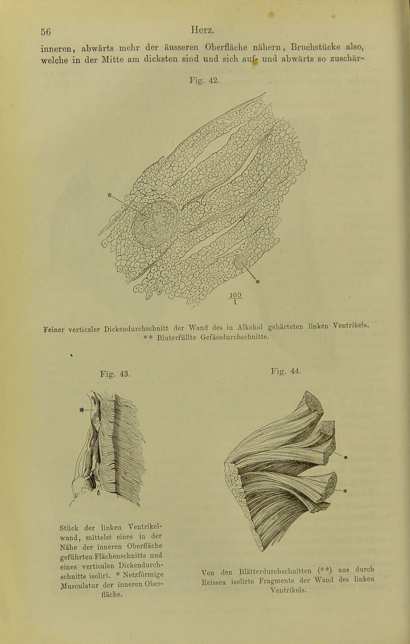 inneren, abwärts mehr der äusseren Oberfläche nähern, Bruchstücke also, welche in der Mitte am dicksten sind und sich auf: und abwärts so zuschär- Fig. 42. reiner verticaler Diokendurchsclinitt der Wand des in Alkohol gehärteten linken Ventrikels. ** Bluterfüllte Gefässdurchschnitte. Fig. 43. Fig. 44. Stück der linken Ventrikel- wand, mittelst eines in der Nähe der inneren Oberfläche geführten Flächenschnitts und eines verticalen Dickendurch- schnitts isolirt. * Netzförmige Hlusculatur der inneren Ober- fläche. Von den Wättcrdurclischnitten (**) aus durch Kcisseu isolirto Fragmente der Wand des linken Ventrikels.
