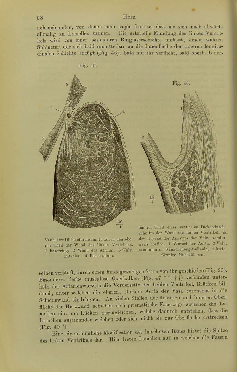 nebeneinander, von denen man sagen könnte, dass Bio sich nach ahwärts allmälig zu Lamellen ordnen. Die arterielle Mündung des linken Ventri- kels wird von einer besonderen Ringfaserschichte umfasst, einem wahren Sphincter, der sich bald unmittelbar an die Innenfläche der inneren longitu- diualen Schichte anfügt (Fig. 46), bald mit ihr verflicht, bald oberhalb der- Fig. 45. Schnitts der Wand des linken Ventrikels in Verticaler Dickendurchsc.linitt durch den obe- der Gegend des Ansatzes der Valv. semilu- ren Theil der Wand des linken Ventrikels. naris aortica. 1 Wurzel der Aorta. 2 Valv. 1 Faserring. 2 Wand des Atrium. 3 Valv. semilunaris. 3 Innere longitudinale, 4 kreis- mitralis. 4 Pericardium. förmige Muskelfasern. selben verläuft, durch einen bindegewebigen Saum von ihr geschieden (Fig. 23). Besondere, derbe musculöse Querbalken (Fig. 47 **, tt) verbinden unter- halb der Arterienwurzeln die Vorderseite der beiden Ventrikel, Brücken bil- dend, unter welchen die oberen, starken Aeste der Vasa coronaria in die Scheidewand eindringen. An vielen Stellen der äusseren und inneren Ober- fläche der Herzwand schieben sich prismatische Faserzüge zwischen die La- mellen ein, um Lücken auszugleichen, welche dadurch entstehen, dass die Lamellen auseinander weichen oder sich nicht bis zur Oberfläche erstrecken (Fig. 40 *). Eine eigenthümliche Modification des lamellosen Baues bietet die Spitze des linken Ventrikels dar. Hier treten Lamellen auf, in welchen die Fasern