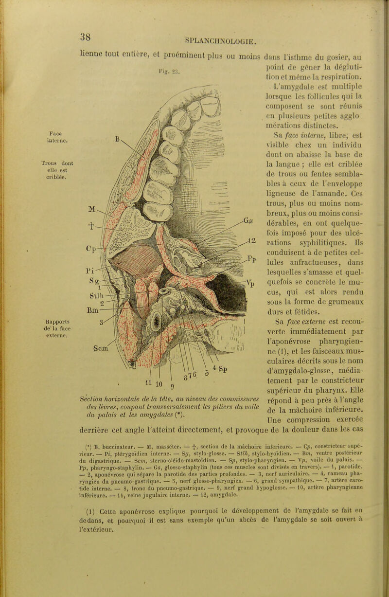 Facu interne. lions dont elle est criblée. Rapports de la face externe. 3$ SPLANCIINOLOGIE. lienne tout entière, et proéminent plus ou moins dans l'isthme du gosier, au point de gêner la dégluti- lion et même la respiration. L'amygdale est multiple lorsque les follicules qui la composent se sont réunis en plusieurs petites agglo mérations distinctes. Sa face interne, libre, est visible chez un individu dont on abaisse la base de la langue ; elle est criblée de trous ou fentes sembla- bles à ceux de l'enveloppe ligneuse de l'amande. Ces trous, plus ou moins nom- breux, plus ou moins consi- dérables, en ont quelque- fois imposé pour des ulcé- rations syphilitiques. Ils conduisent à de petites cel- lules anfractueuses, dans lesquelles s'amasse et quel- quefois se concrète le mu- cus, qui est alors rendu sous la forme de grumeaux durs et fétides. Sa face externe est recou- verte immédiatement par l'aponévrose pharyngien- ne (1), et les faisceaux mus- culaires décrits sous le nom d'amygdalo-glosse, média- tement par le constricteur supérieur du pharynx. Elle répond à peu près à l'angle de la mâchoire inférieure. Une compression exercée li 10 Section horizontale de la tète, au niveau des commissures des lèvres, coupant transversalement les piliers du voile du palais et les amygdales (*). derrière cet angle l'atteint directement, et provoque de la douleur dans les cas (*) B, buccinateur. — M, masséter. — f, section de la mâchoire inférieure. — Cp, constricteur supé- rieur. — Pî, ptérygoïdien iuterne. — Sg, stylo-glossc. — Stlh, stylo-hyoïdien. — But, ventre postérieur du digastrique. — San, sterno-cléido-mastoïdien. — Sp, stylo-pharyngien. — \p, voile du palais. — Pp, pharyngo-staphylin. — Gs, glosso-staphylin (tous ces muscles sont divisés en travers). — 1, parotide. — 2, aponévrose qui sépare la parotide des parties profondes. — 3, nerf auriculaire. — 4, rameau pha- ryngien du pneumo-gastrique. — 5, nerf glosso-pharyngien. — 6, grand sympathique. — 7, artère caro- tide interne. — 8, tronc du pneumo-gastrique. — 9, nerf grand hypoglosse. — 10, artère pharyngienne inférieure. — 11, veine jugulaire interne. — 12, amygdale. (1) Cette aponévrose explique pourquoi le développement de l'amygdale se fait en dedans, et pourquoi il est sans exemple qu'un abcès de l'amygdale se soit ouvert à l'extérieur.