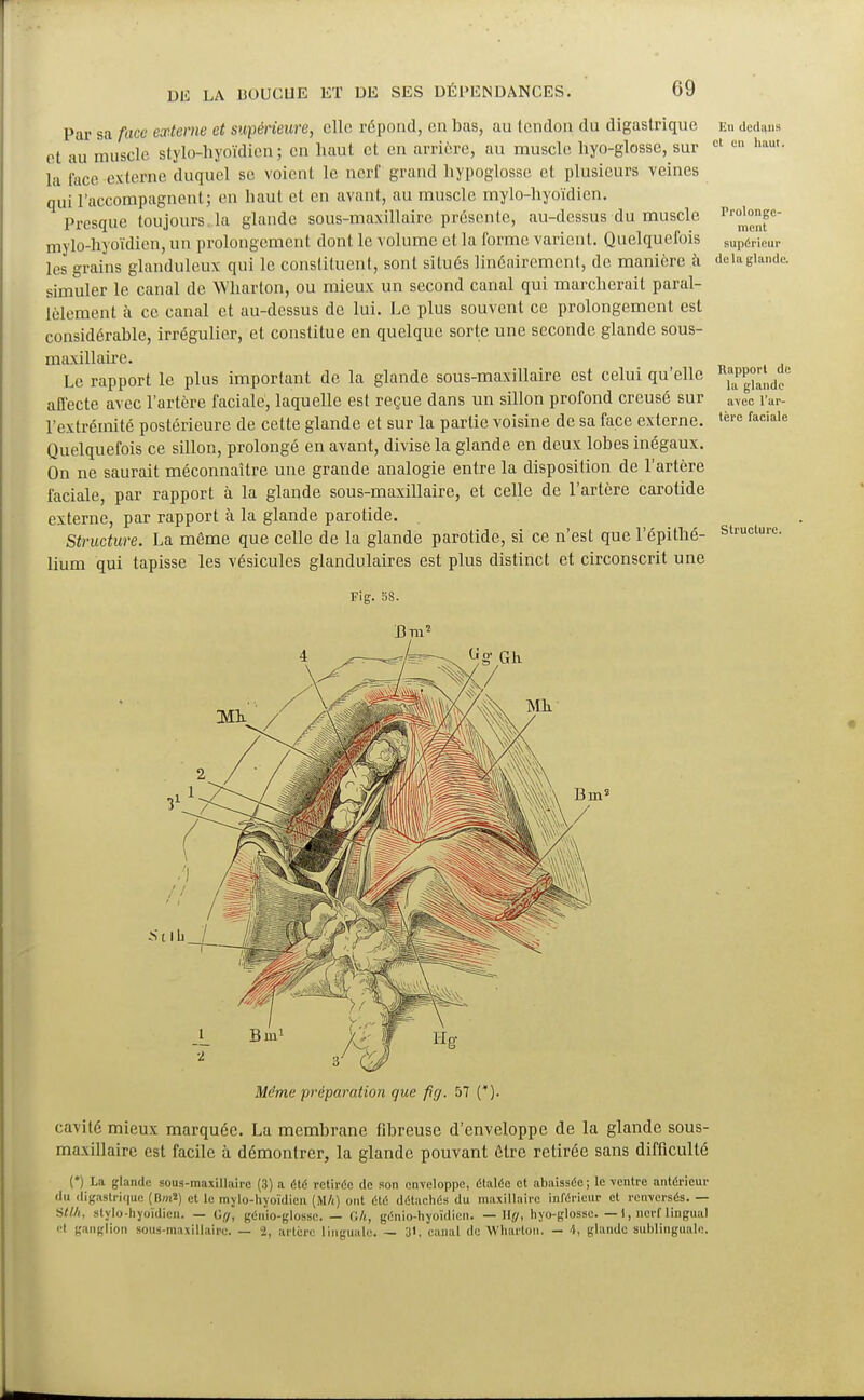 Par sa face externe et supérieure, elle répond, en bas, au tendon du digastrique et au muscle stylo-hyoïdien ; en haut et en arrière, au muscle hyo-glossc, sur la lace externe duquel se voient le nerf grand hypoglosse et plusieurs veines qui l'accompagnent ; en haut et en avant, au muscle mylo-hyoïdien. Presque toujours, la glande sous-maxillaire présente, au-dessus du muscle mylo-hyoïdien, un prolongement dont, le volume et la forme varient. Quelquefois les grains glanduleux qui le constituent, sont situés linéairement, de manière à simuler le canal de Wharton, ou mieux un second canal qui marcherait paral- lèlement à ce canal et au-dessus de lui. Le plus souvent ce prolongement est considérable, irrégulicr, et constitue en quelque sorte une seconde glande sous- maxillaire. Le rapport le plus important de la glande sous-maxillaire est celui qu'elle affecte avec l'artère faciale, laquelle est reçue dans un sillon profond creusé sur l'extrémité postérieure de cette glande et sur la partie voisine de sa face externe. Quelquefois ce sillon, prolongé en avant, divise la glande en deux lobes inégaux. On ne saurait méconnaître une grande analogie entre la disposition de l'artère faciale, par rapport à la glande sous-maxillaire, et celle de l'artère carotide externe, par rapport à la glande parotide. Structure. La môme que celle de la glande parotide, si ce n'est que l'épithé- lium qui tapisse les vésicules glandulaires est plus distinct et circonscrit une Fig. 88. Eu dedans et eu haut. Prolonge- ment supérieur delà glande. Rapport de la glande avec l'ar- tère faciale Structure. Bill2 Même préparation que pj. 57 (*). cavité mieux marquée. La membrane fibreuse d'enveloppe de la glande sous- maxillaire est facile à démontrer, la glande pouvant être retirée sans difficulté (*) La glande sous-maxillaire (3) a été retirée de son enveloppe, étalée et abaissée; le ventre antérieur du digastrique (Bm») et le mylo-hyoïdien (M/i) ont été détachés du maxillaire' inférieur et renversés. — s//A stylo-hyoïdien. — Gg, génio-glosse. — Oh, génio-hyoïdien. — II.//, hyo-glossc. —1, nerf lingual el ganglion sons-maxillaire. — 2, artère linguale. — 3», canal de Wharton. — i, glande sublinguale.