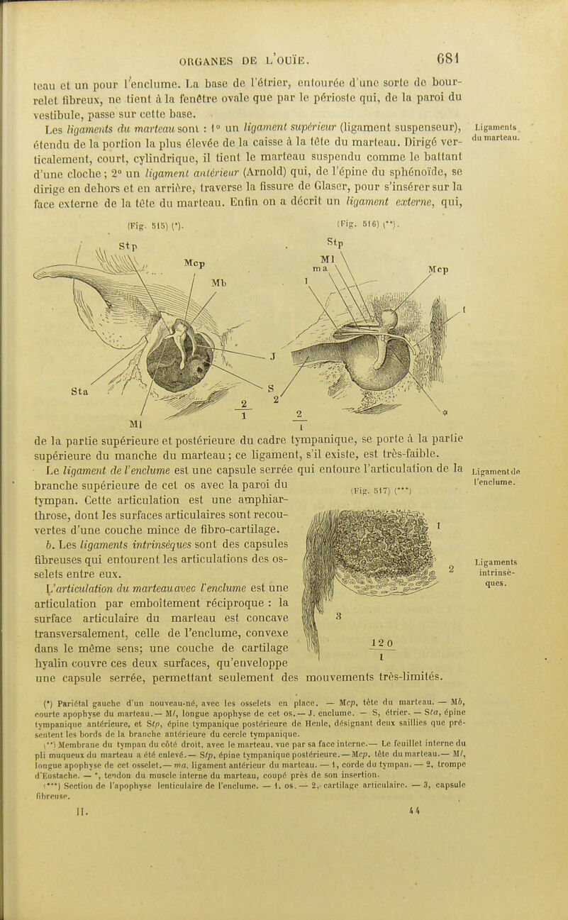 tcau et un pour l'enclume. La base de l'élrier, entourée d'une sorte de bour- relet fibreux, ne tient à la fenêtre ovale que par le périoste qui, de la paroi du vestibule, passe sur cette base. Les ligaments du marteau sont :l° un ligament supérieur (ligament suspenseur), ('tendu de la portion la plus élevée de la caisse à la téte du marteau. Dirigé ver- ticalement, court, cylindrique, il tient le marteau suspendu comme le battant d'une cloche ; 2° un ligament antérieur (Arnold) qui, de l'épine du sphénoïde, se dirige en dehors et en arriére, traverse la fissure de Glascr, pour s'insérer sur la face externe de la tête du marteau. Enfin on a décrit un ligament externe, qui, Ligaments du marteau. (Fig. 517) (•**) l'enclume. Ligaments intrinsè- ques. de la partie supérieure et postérieure du cadre tympanique, se porte à la partie supérieure du manche du marteau ; ce ligament, s'il existe, est très-faible. Le ligament de l'enclume est une capsule serrée qui entoure l'articulation de la ugamentu<. branche supérieure de cet os avec la paroi du tympan. Cette articulation est une amphiar- throse, dont les surfaces articulaires sont recou- vertes d'une couche mince de fibro-cartilage. 6. Les ligaments intrinsèques sont des capsules fibreuses qui entourent les articulations des os- selets entre eux. ^'articulation du marteauavec l'enclume est une articulation par emboîtement réciproque : la surface articulaire du marteau est concave transversalement, celle de l'enclume, convexe dans le môme sens; une couche de cartilage hyalin couvre ces deux surfaces, qu'enveloppe une capsule serrée, permettant seulement des mouvements très-limités. (*) Pariétal gauche dun nouveau-né, avec les osselets en place. — Mcp, tête du marteau. — Mi, courte apophyse du marteau.— W, longue apophyse de cet os. —.1. enclume. — S, étrier. — Sta, épine tvmpaniquc antérieure, et Stp, épine tympanique postérieure de Henle, désignant deux saillies que pré- sentent les bords de la branche antérieure du cercle tympanique. [) Membrane du tympan du côté droit, avec le marteau, vue par sa face interne.— Le feuillet interne du pli muqueux du marteau a été enlevé.— Stp, épine tympanique postérieure. — Mcp. tete du marteau.— M/, longue apophyse de cet osselet.— ma, ligament antérieur du marteau. — 1, corde du tympan. — 2, trompe d'Eustache. — ', tendon du muscle interne du marteau, coupé près de son insertion. I***) Section de l'apophyse lenticulaire de l'enclume. — 1. os. — 2, cartilage articulaire. — 3, capsule fibreuse.