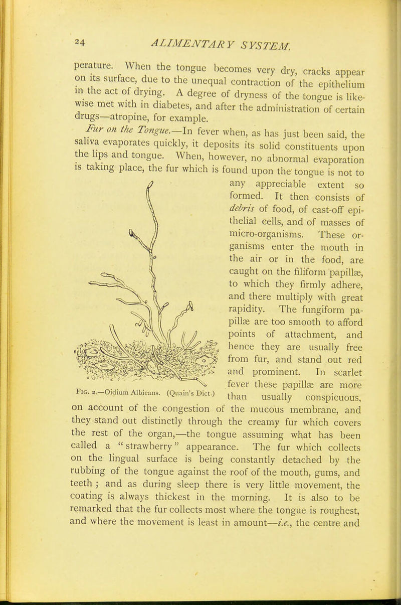 perature. When the tongue becomes very dry, cracks appear on its surface, due to the unequal contraction of the epithelium m the act of drying. A degree of dryness of the tongue is like- wise met with in diabetes, and after the administration of certain drugs—atropine, for example. Fur on the Tongue.-In fever when, as has just been said, the saliva evaporates quickly, it deposits its solid constituents upon the hps and tongue. When, however, no abnormal evaporation is taking place, the fur which is found upon the tongue is not to any appreciable extent so formed. It then consists of debris of food, of cast-off epi- thelial cells, and of masses of micro-organisms. These or- ganisms enter the mouth in the air or in the food, are caught on the filiform papillae, to which they firmly adhere, and there multiply with great rapidity. The fungiform pa- pillae are too smooth to afford points of attachment, and hence they are usually free from fur, and stand out red and prominent. In scarlet fever these papillae are more than usually conspicuous, Fig. 2.—Oidium Albicans. (Quain's Diet.) on account of the congestion of the mucous membrane, and they stand out distinctly through the creamy fur which covers the rest of the organ,—the tongue assuming what has been called a  strawberry appearance. The fur which collects on the lingual surface is being constantly detached by the rubbing of the tongue against the roof of the mouth, gums, and teeth ; and as during sleep there is very little movement, the coating is always thickest in the morning. It is also to be remarked that the fur collects most where the tongue is roughest, and where the movement is least in amount—i.e., the centre and